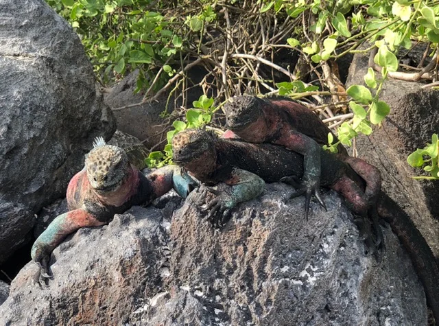 Marine Iguanas.JPG