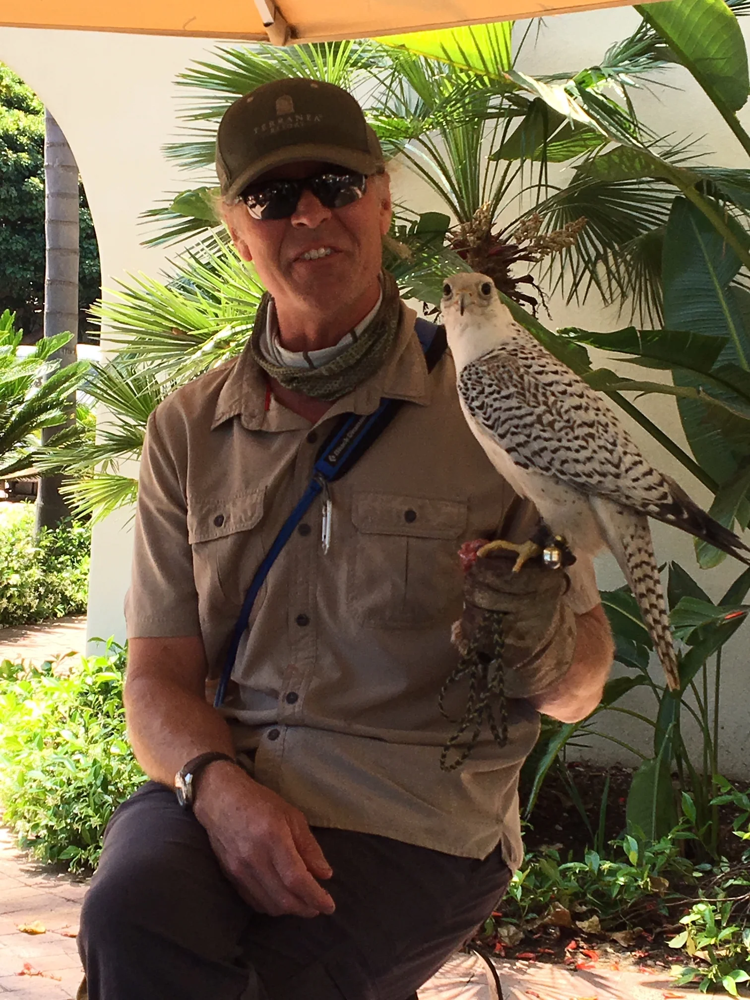 Falcon display.JPG
