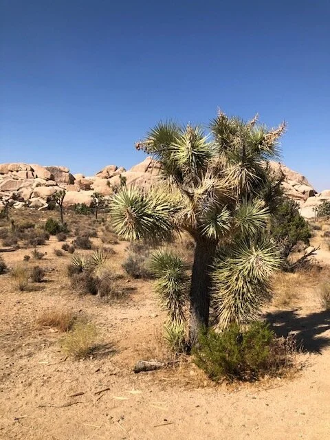 Joshua Tree.JPG