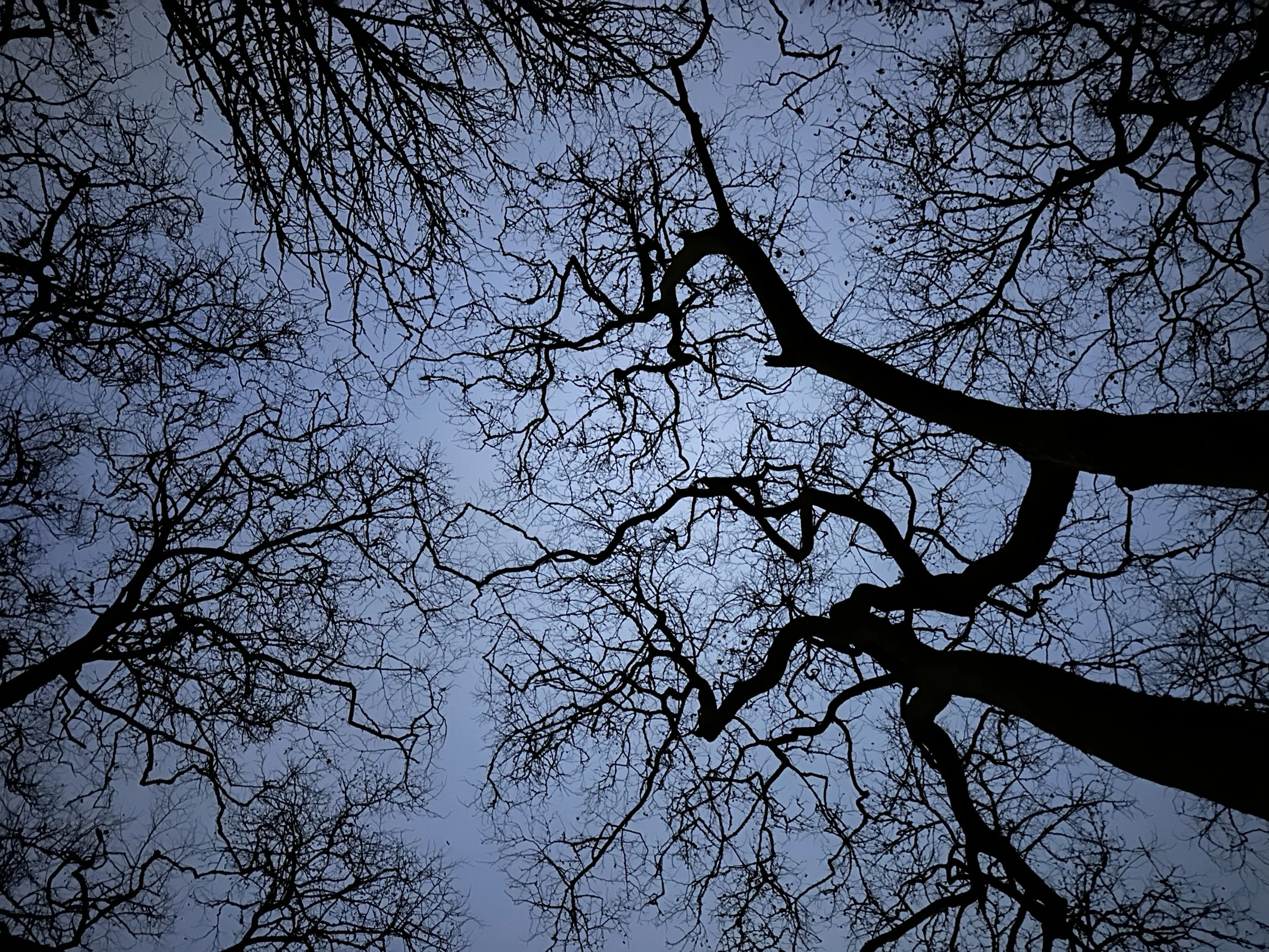 Tree Lung.jpeg