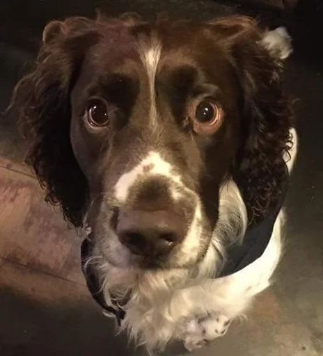 bramble.jpg