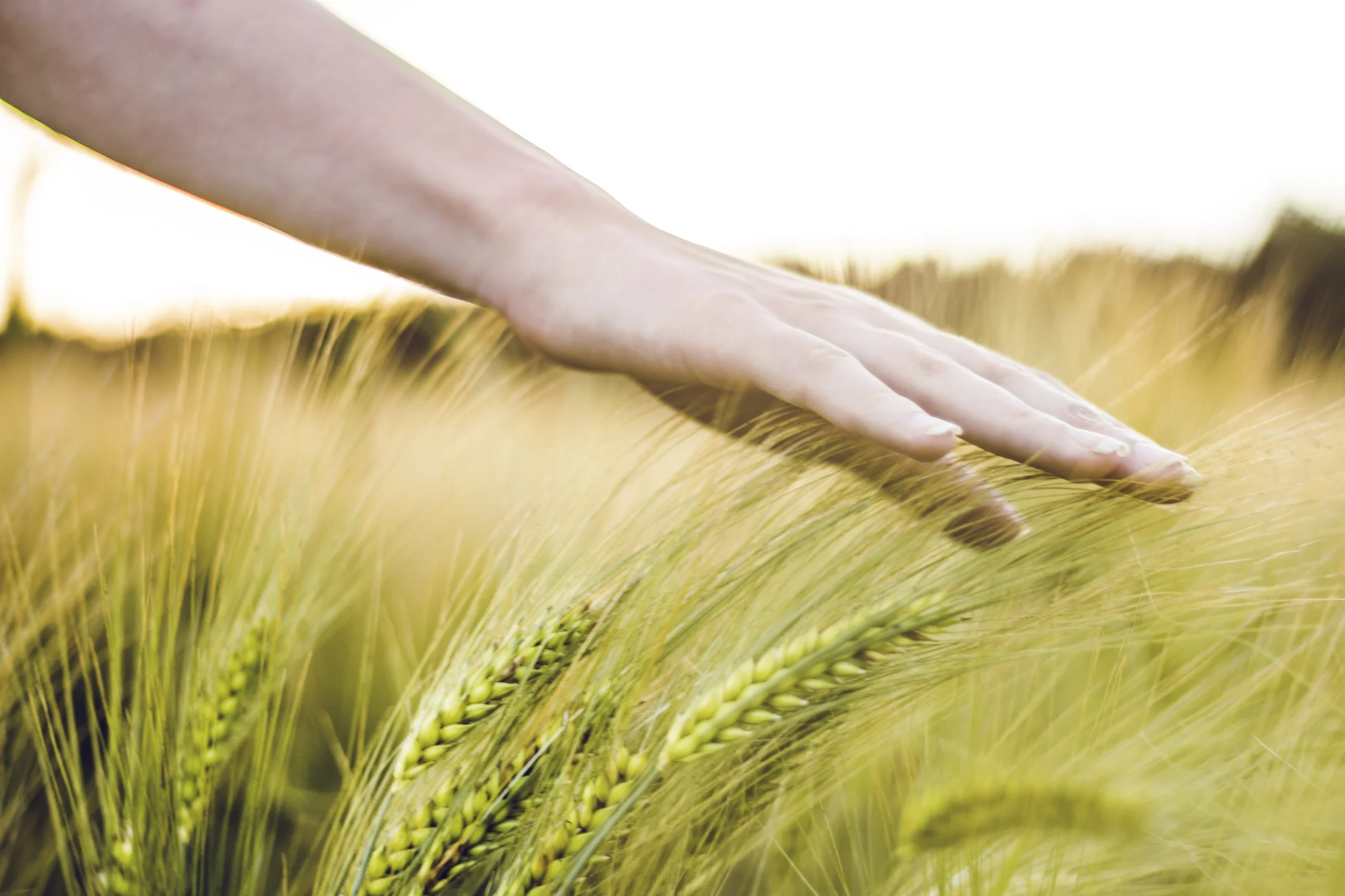 G.M.O. Foods - Are they safe?