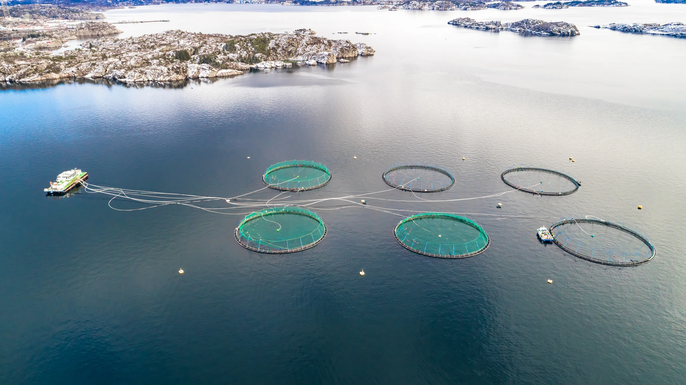 "Sustainable" Salmon?