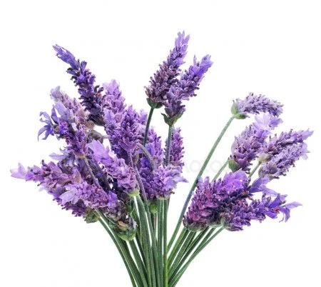 lavender2.jpg