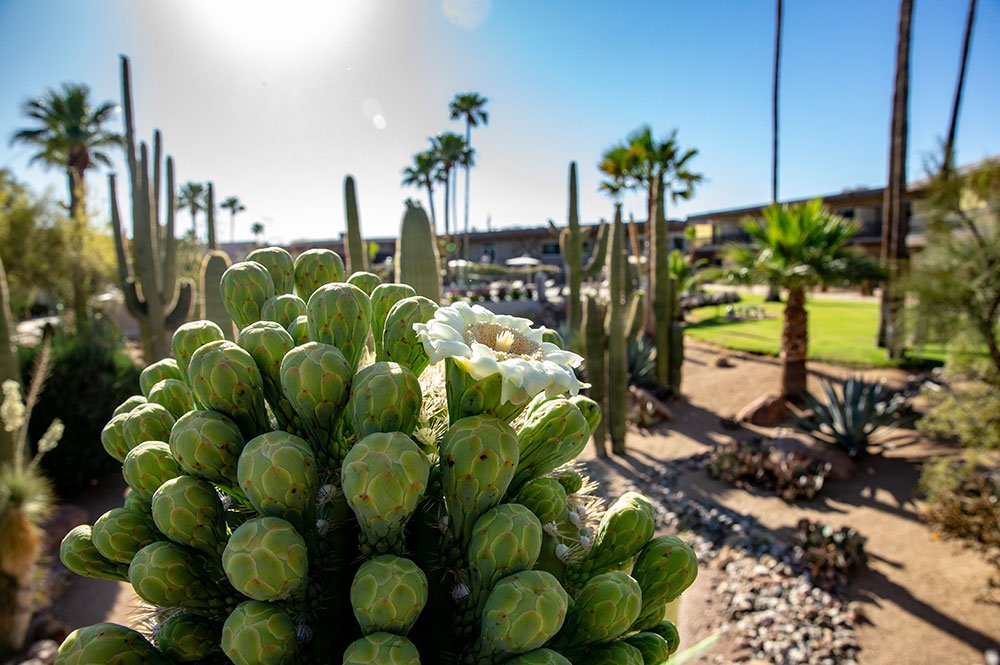 CIVANA-Carefree-Cactus-Detail.jpg