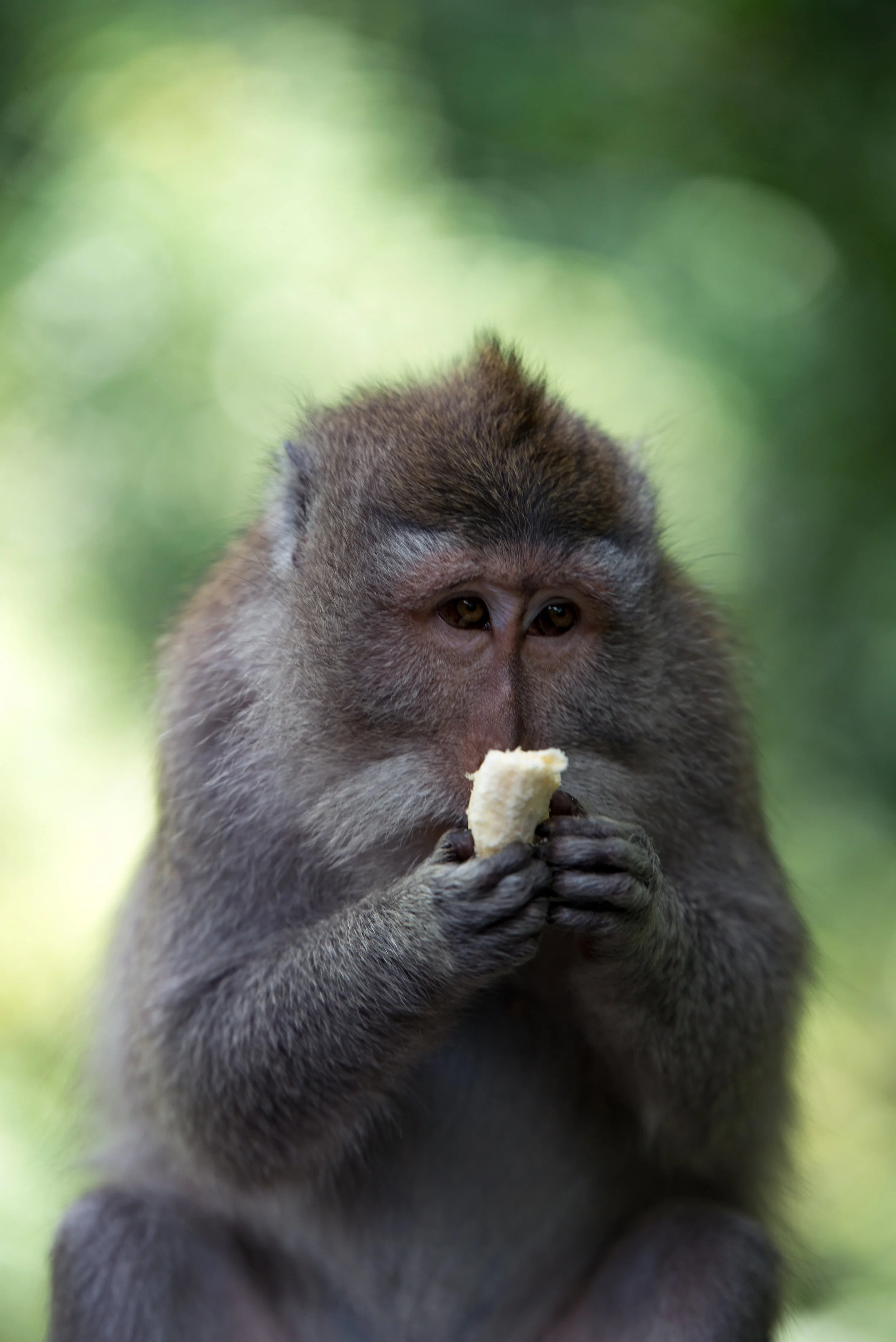 Monkey