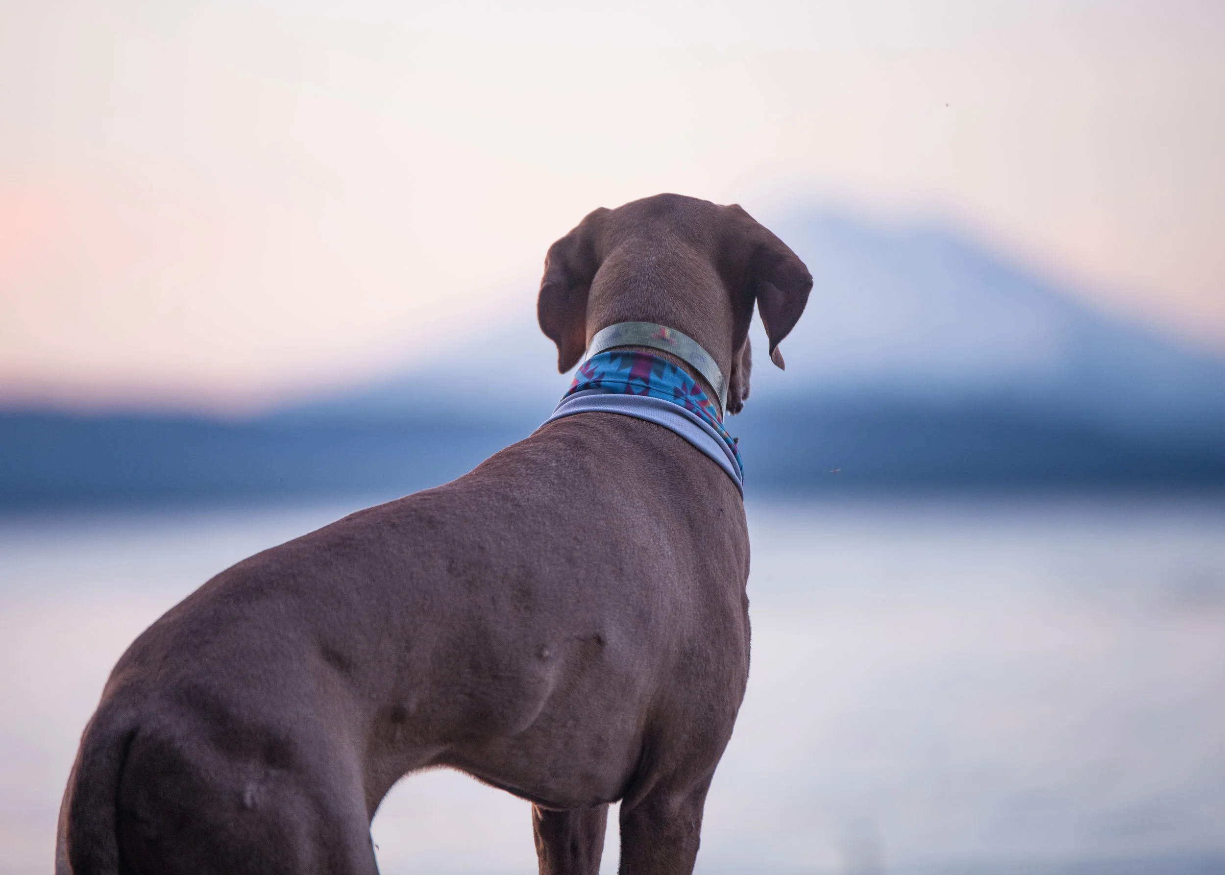 Black Strap Tube on Red Dog