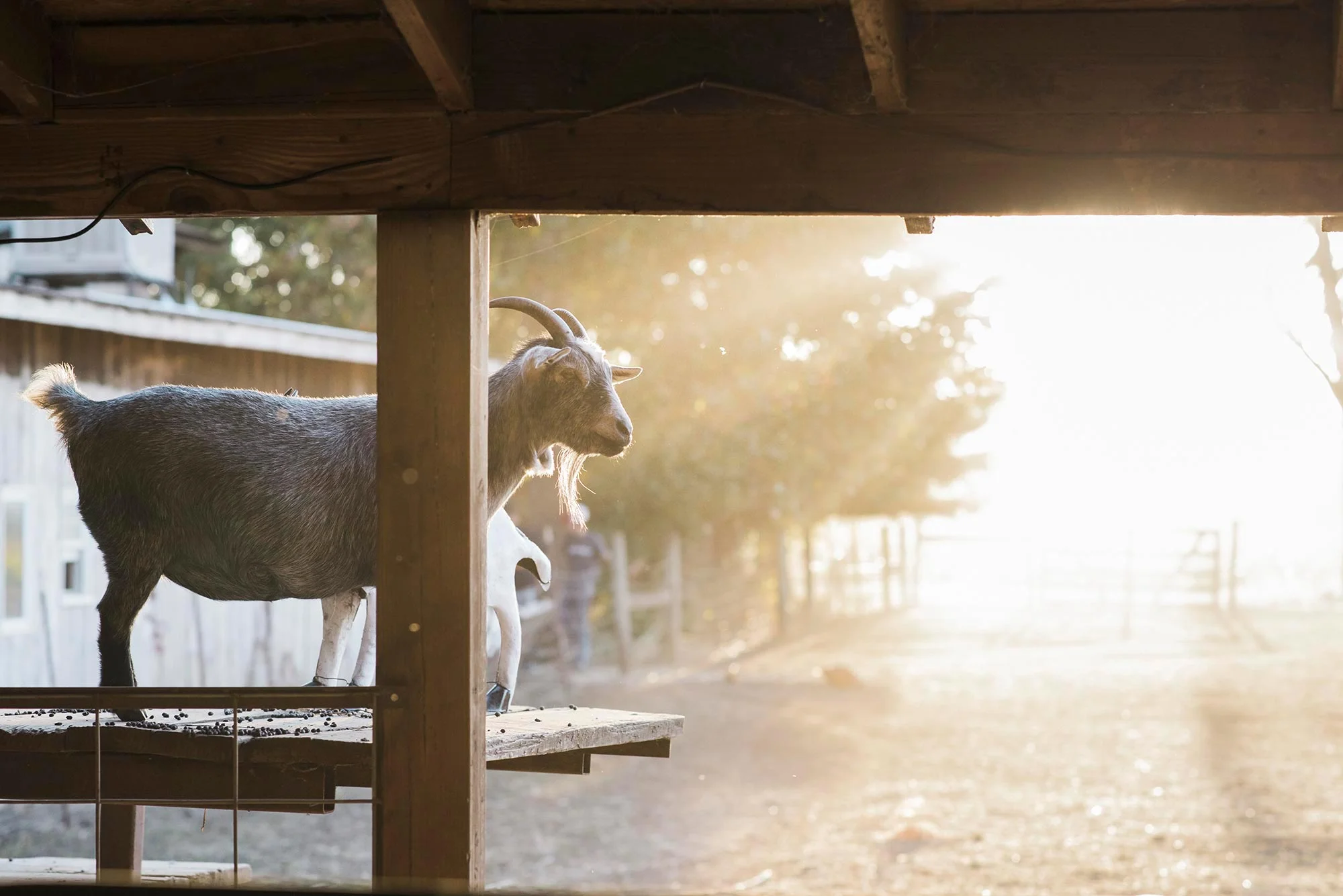 sunshine-goat-michaelawarthen.jpg