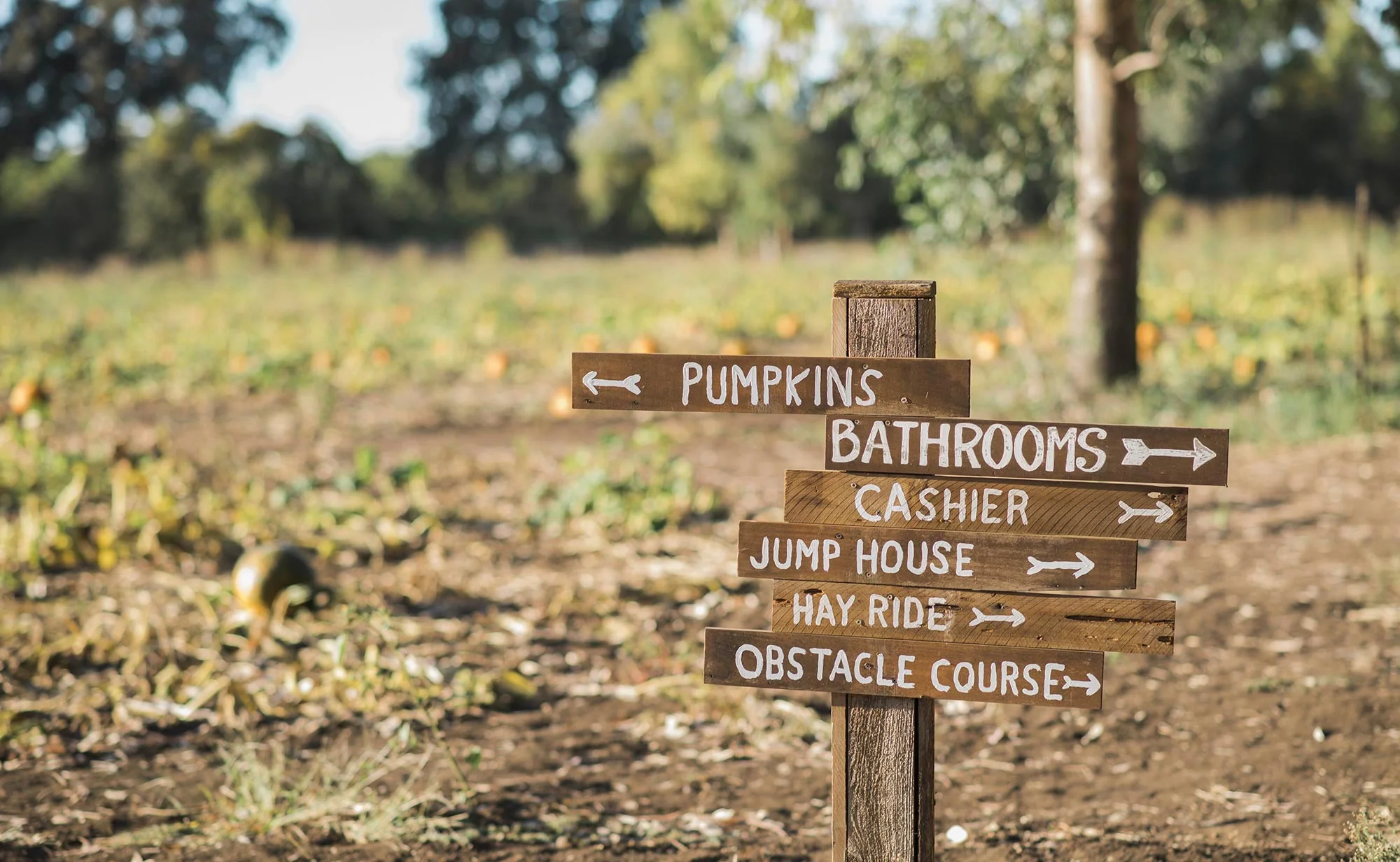 pumpkin-patch-sign-michaelawarthen.jpg