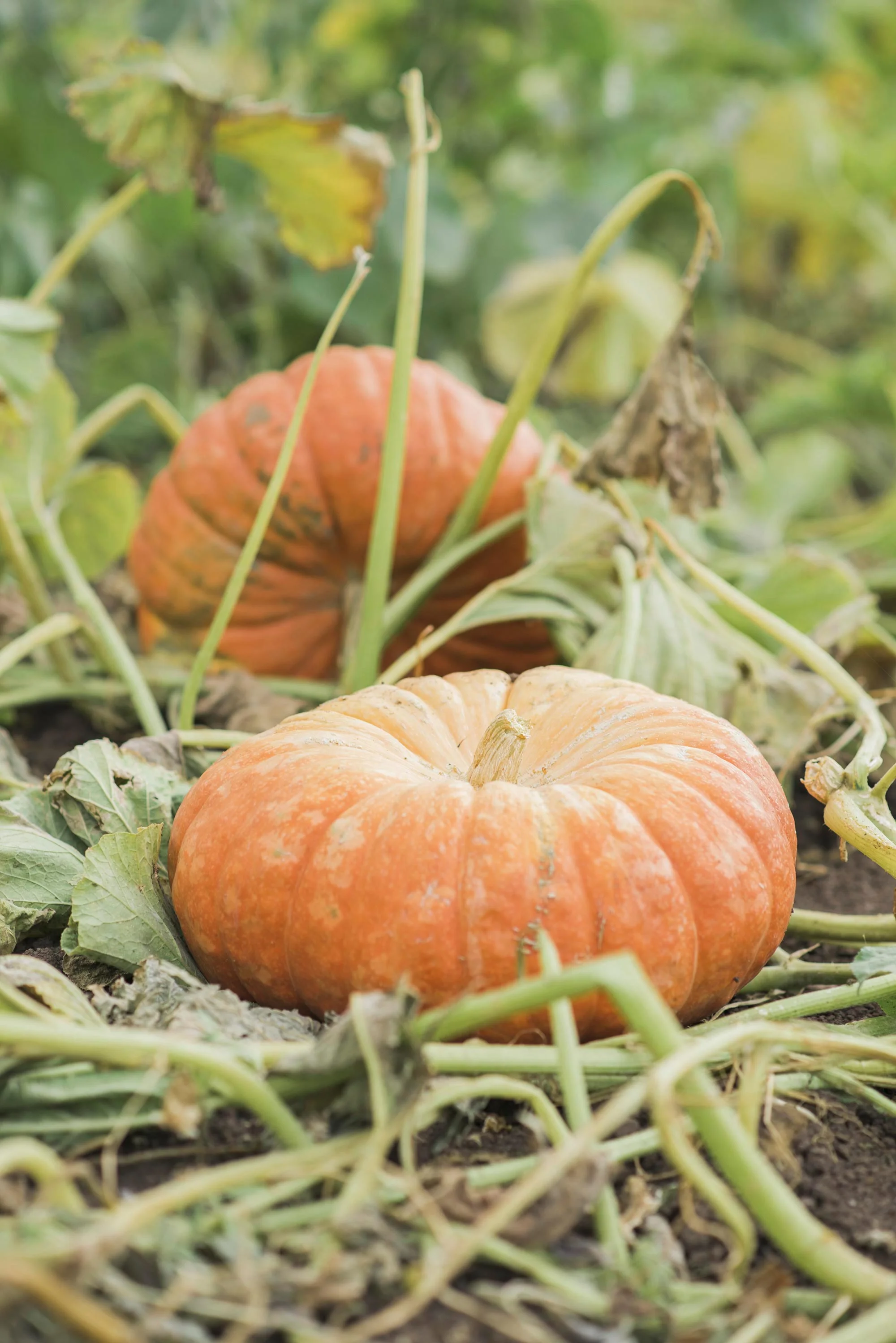 pumpkin-pair-michaelawarthen.jpg