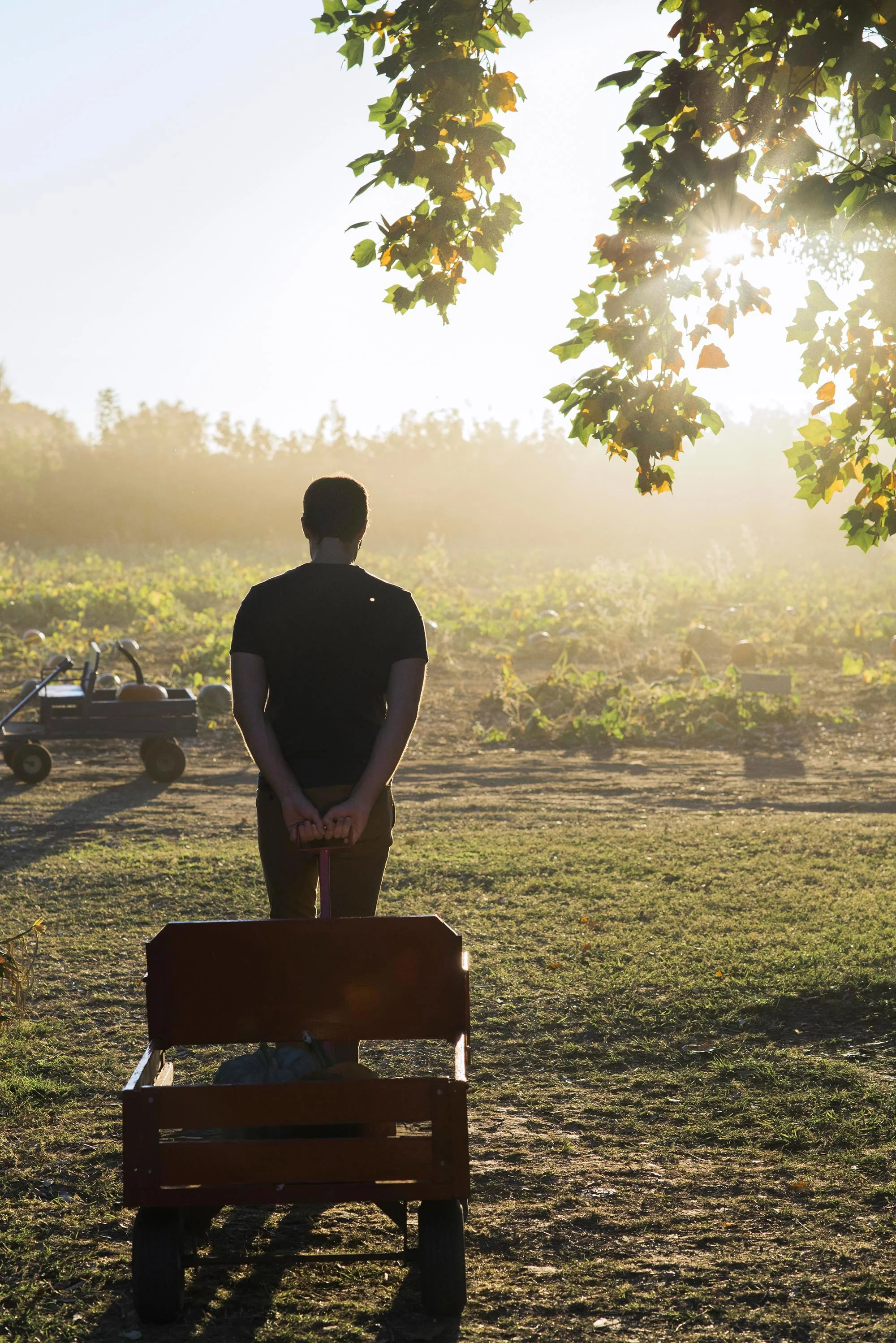 pumpkin-patch-michaelawarthen.jpg