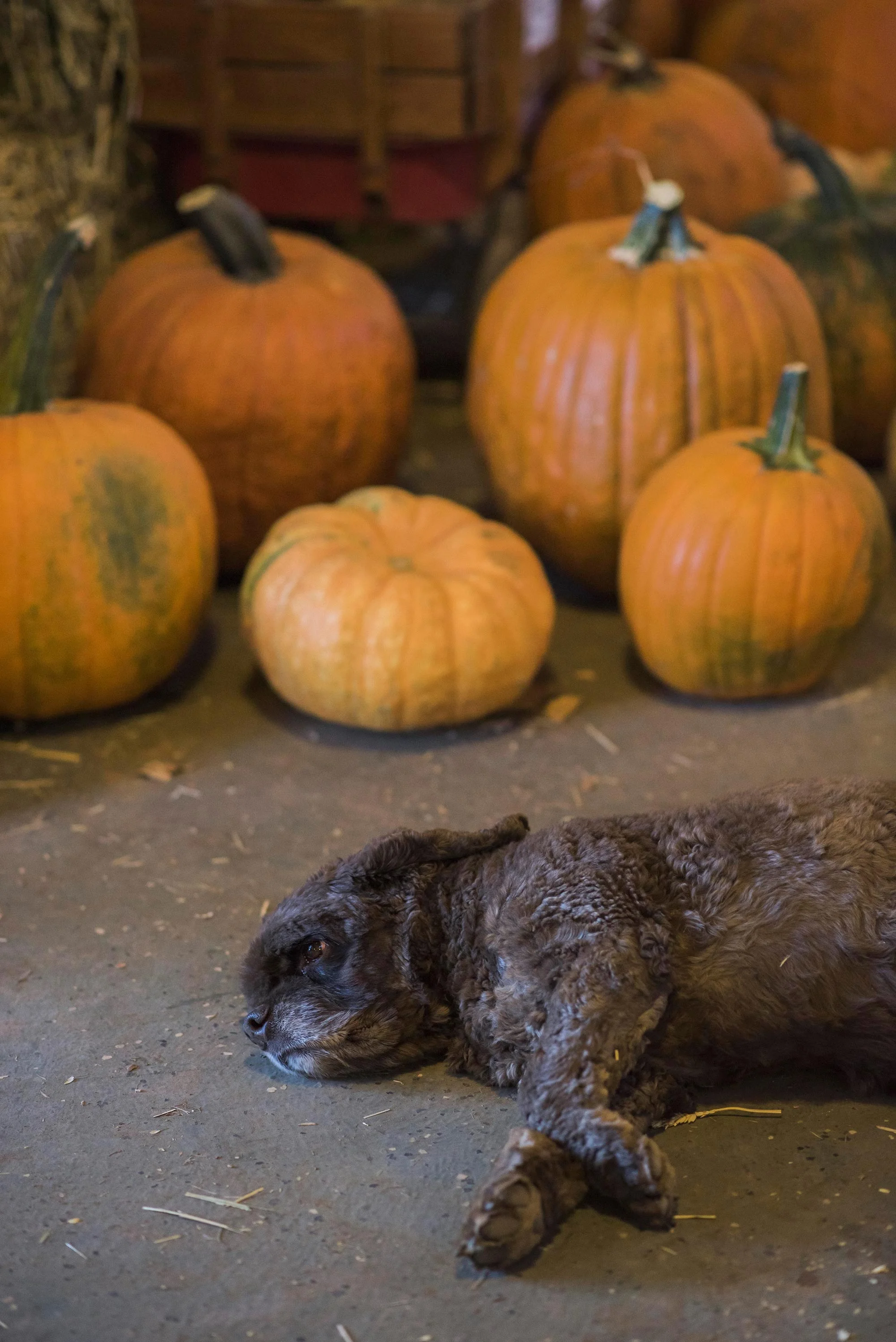 dog-with-pumpkins-michaelawarthen.jpg