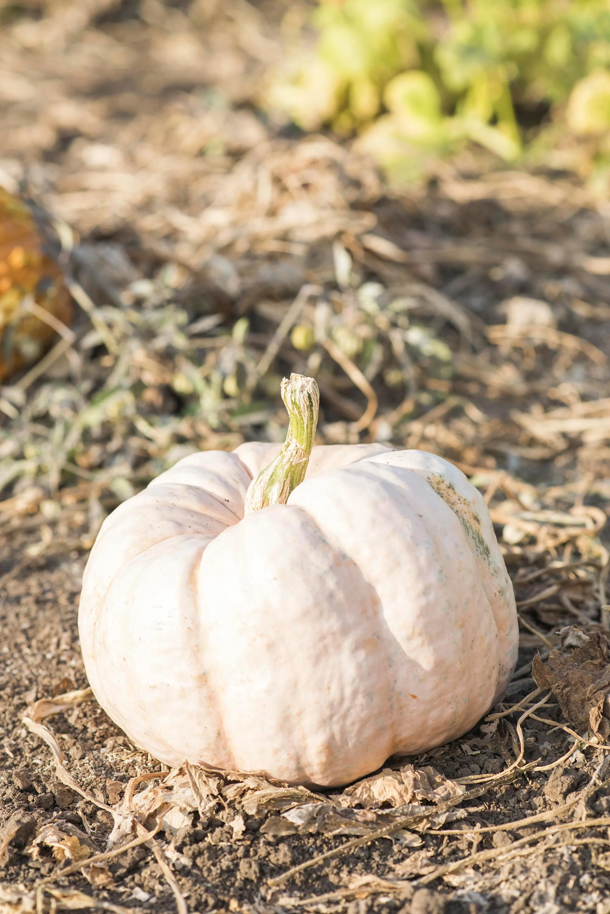ghost-pumpkin-michaelawarthen.jpg