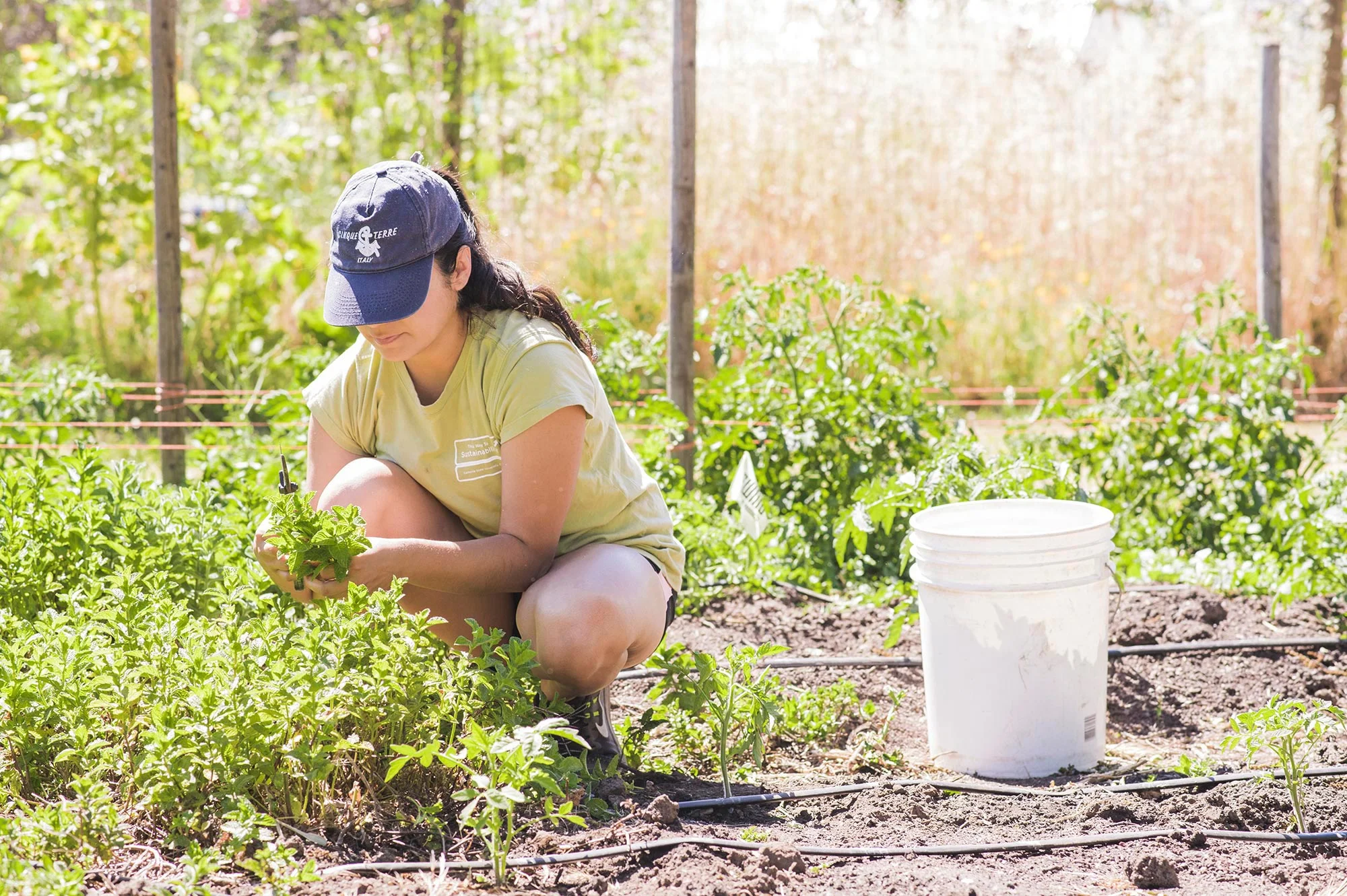 local-farm-harvesting-michaelawarthen.jpg