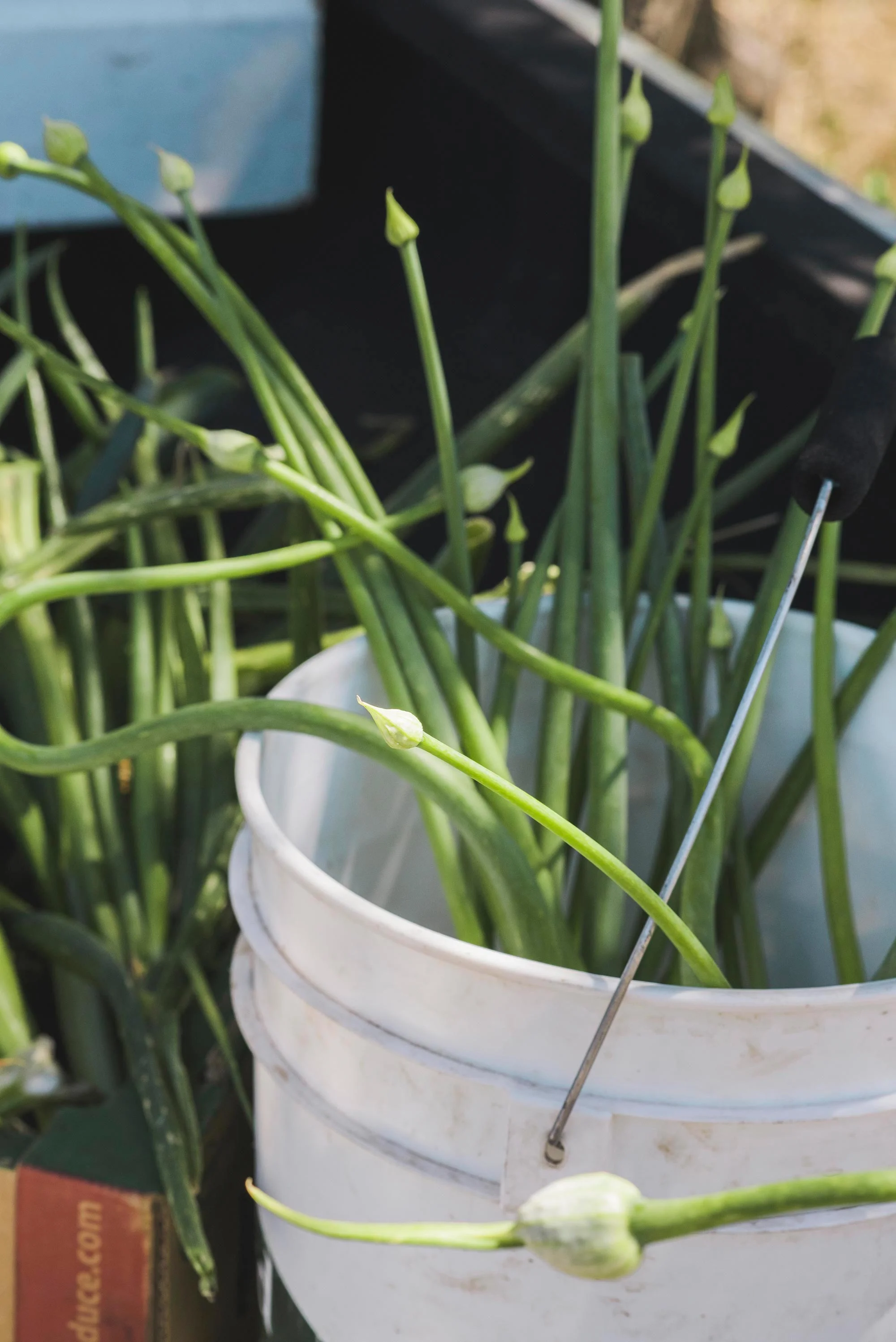 fresh-onion-michaelawarthen.jpg