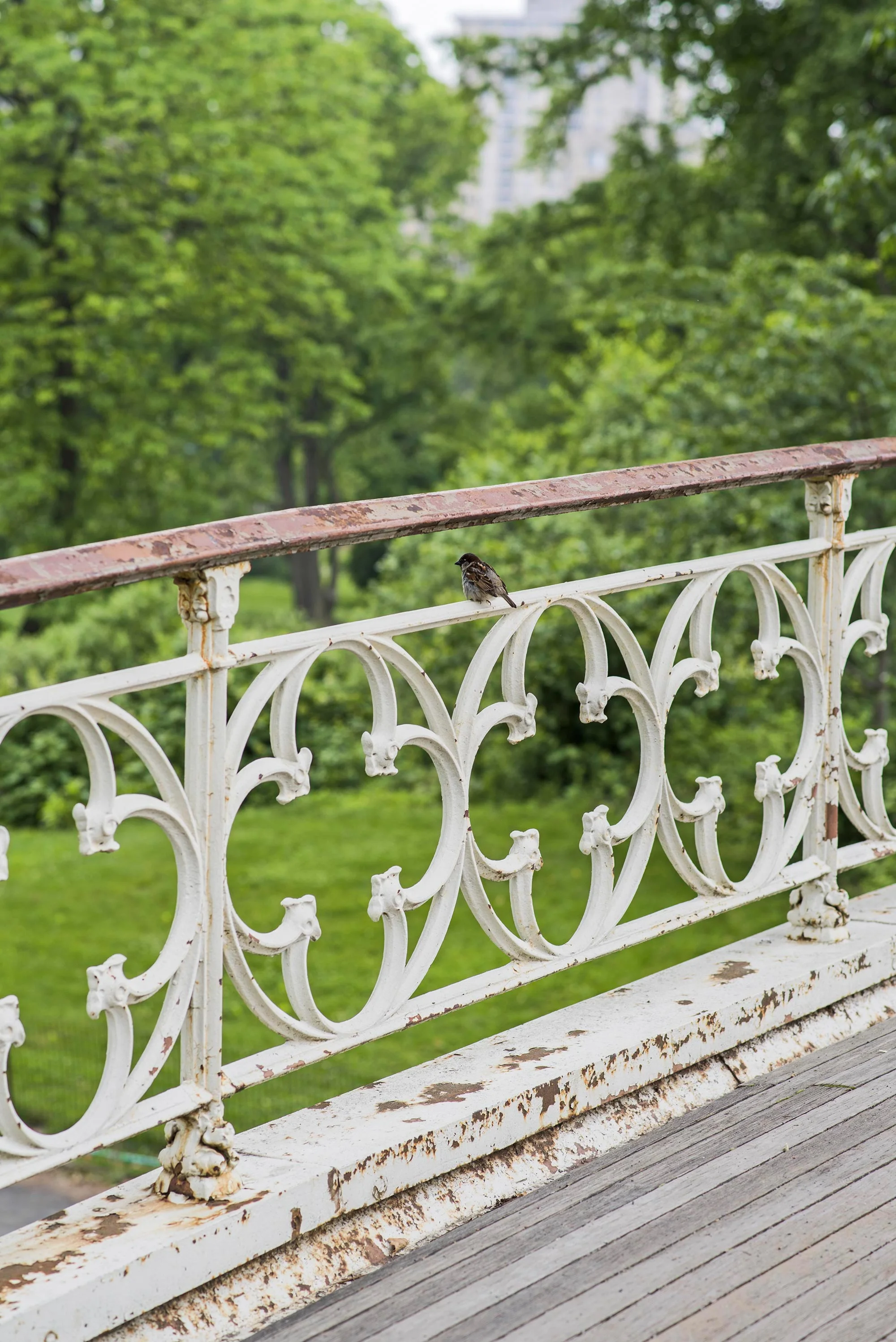 central-park-michaela-warthen2017_110.jpg