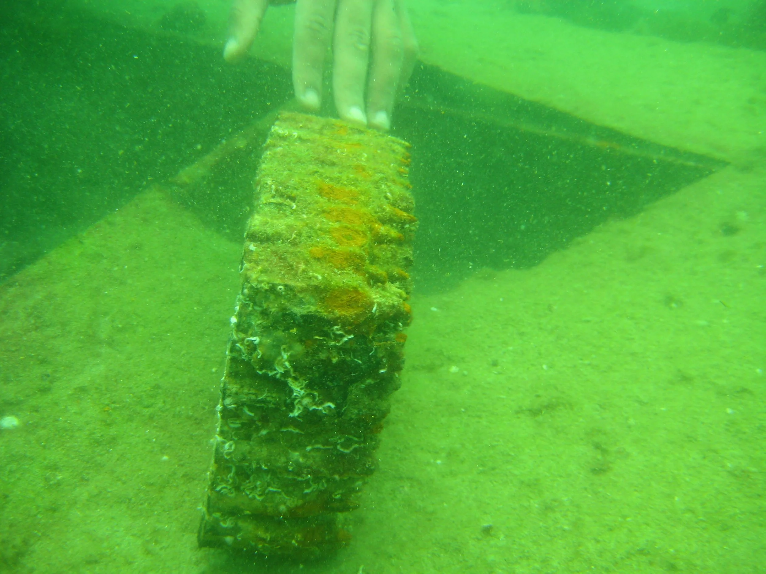 2008-03-25 Alexandria Diving (34).JPG