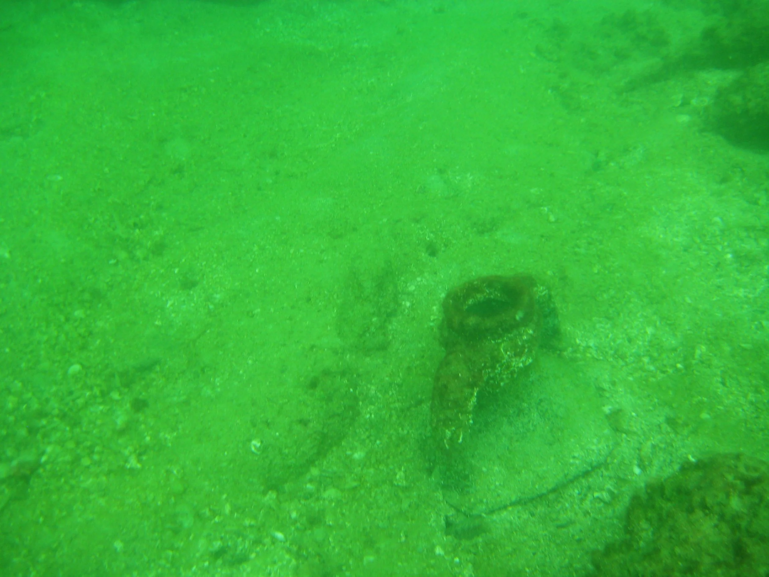 2008-03-25 Alexandria Diving (36).JPG