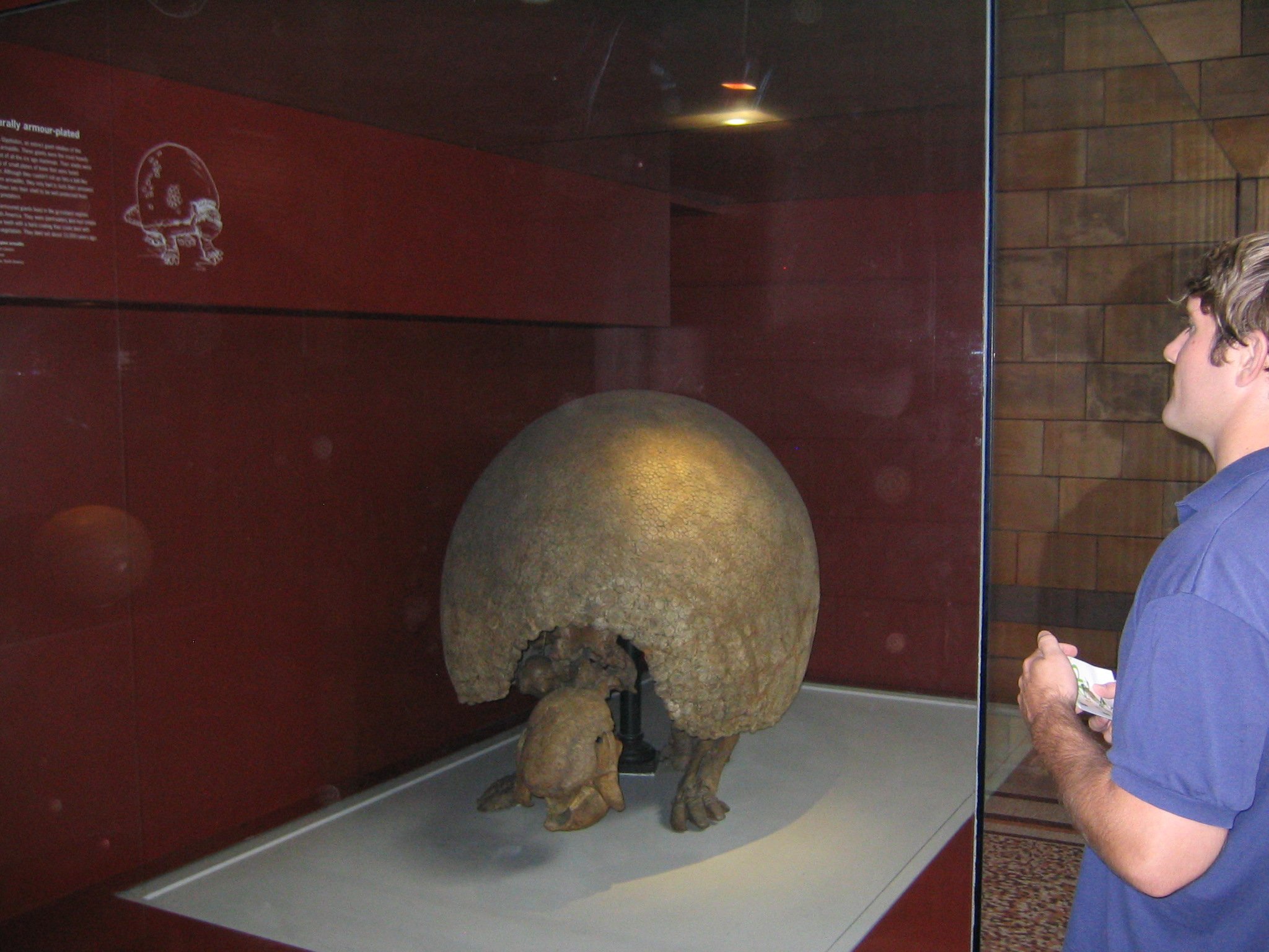 15 British Nat Hist IMG_3344.JPG