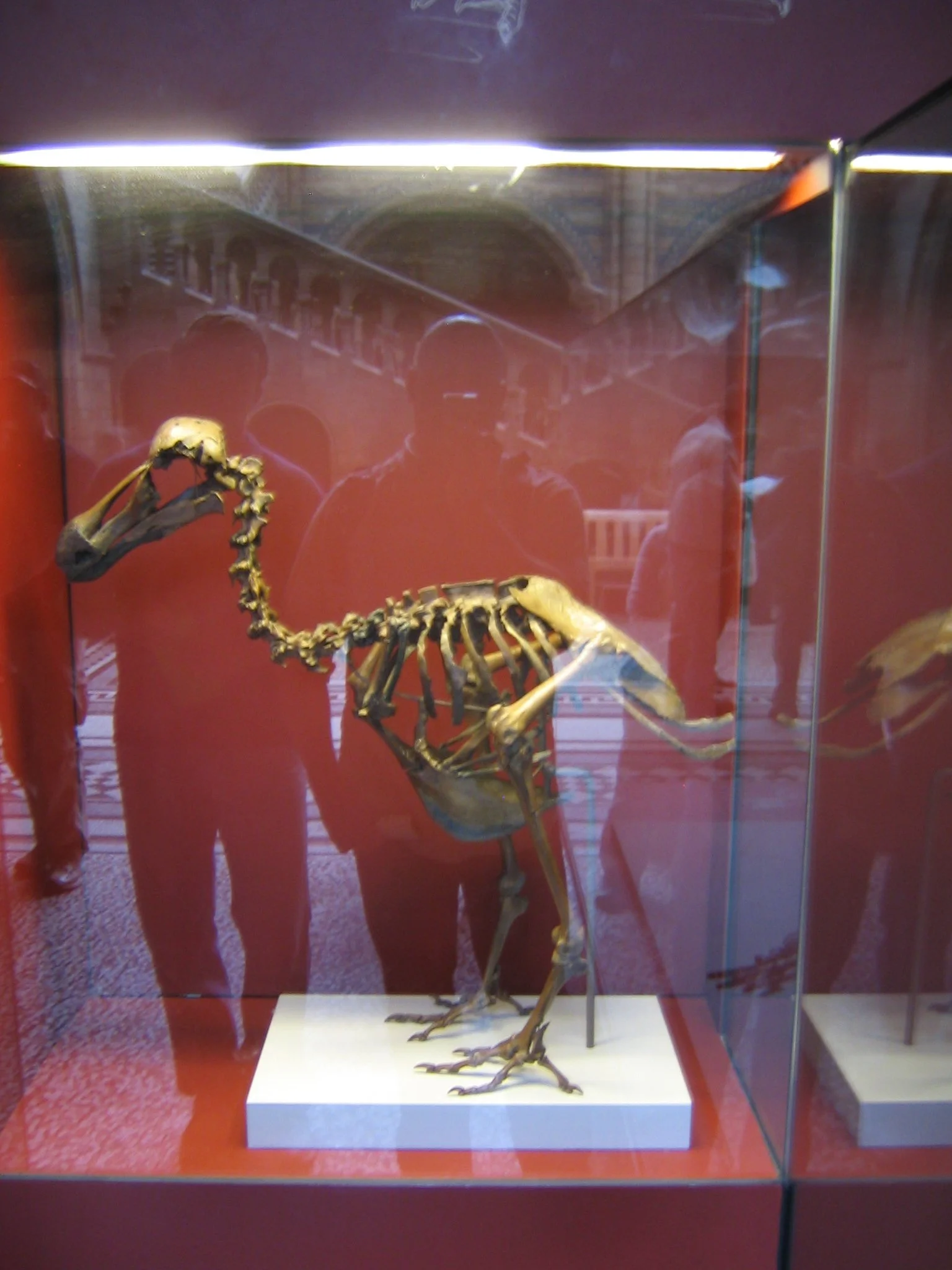15 British Nat Hist IMG_3345.JPG
