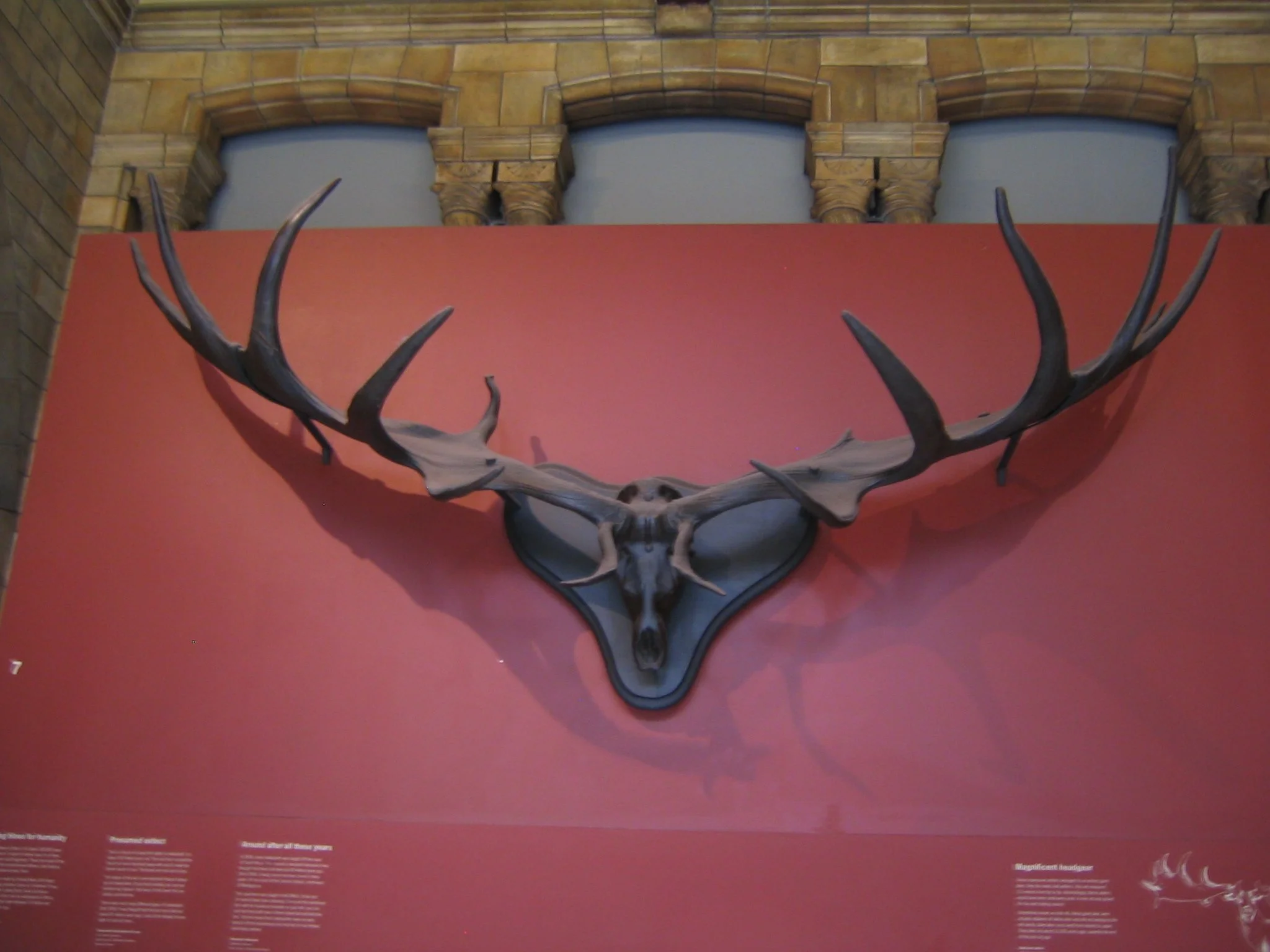 15 British Nat Hist IMG_3347.JPG