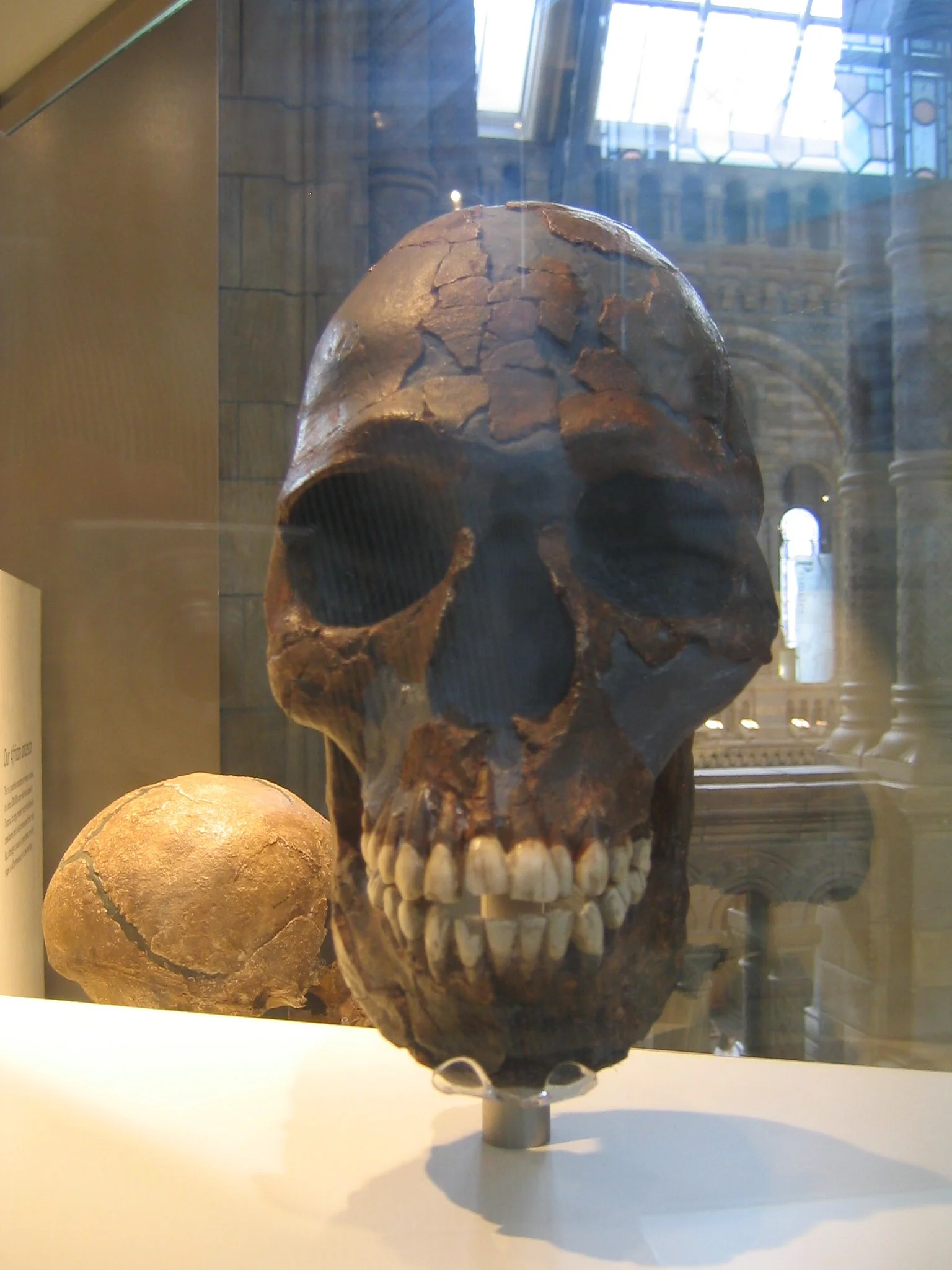 15 British Nat Hist IMG_3382.JPG