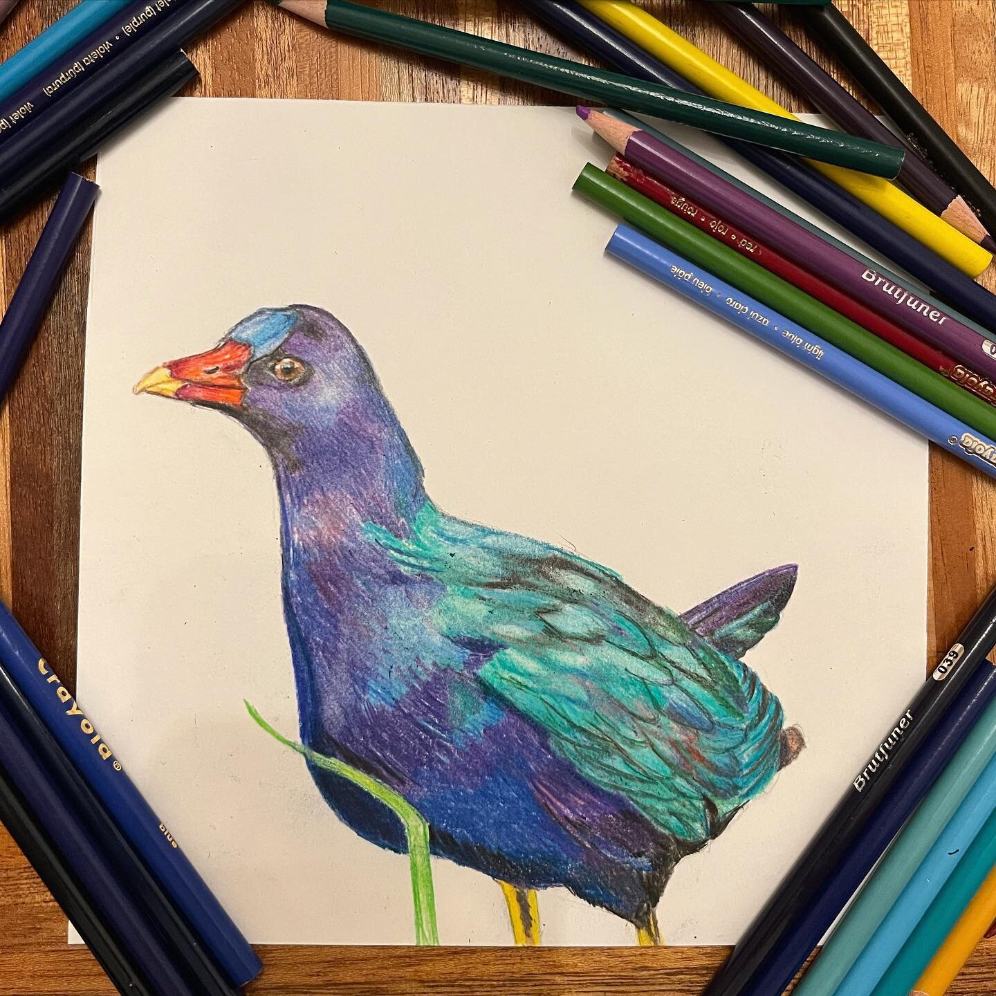 Day 9: Turquoise. Trying to do Florida birds and this is the only one I could think of with turquoise! The purple gallinule is the beautiful cousin to the common gallinule! I looked up their call ,hoping it wouldn&rsquo;t be as bad as the common&rsqu