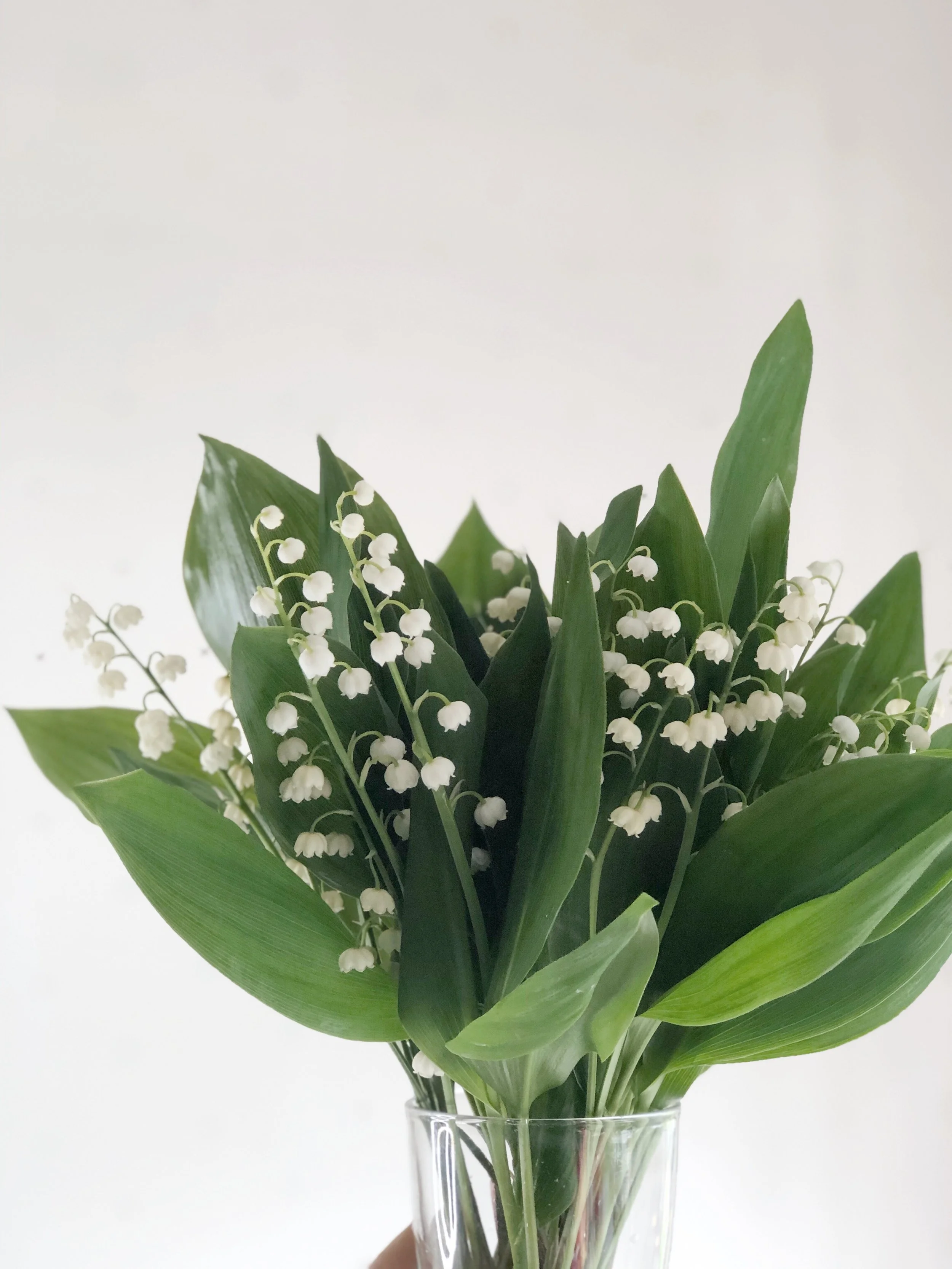 Lily of the Valley pic.JPG