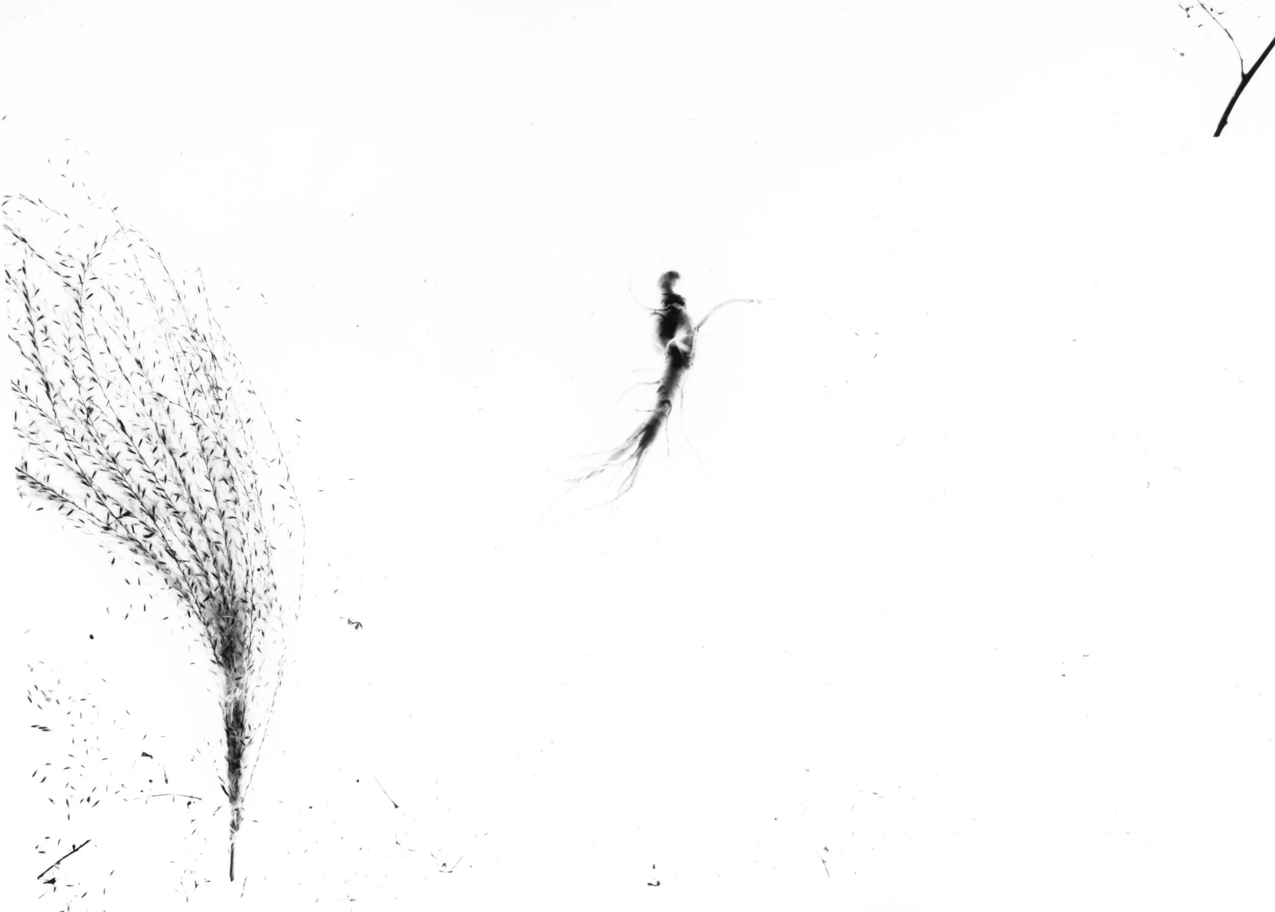 2017, Gelatin Silver Print Multiple Scars explores living with Multiple Sclerosis. 