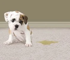 Removing Pet Stains And Odors