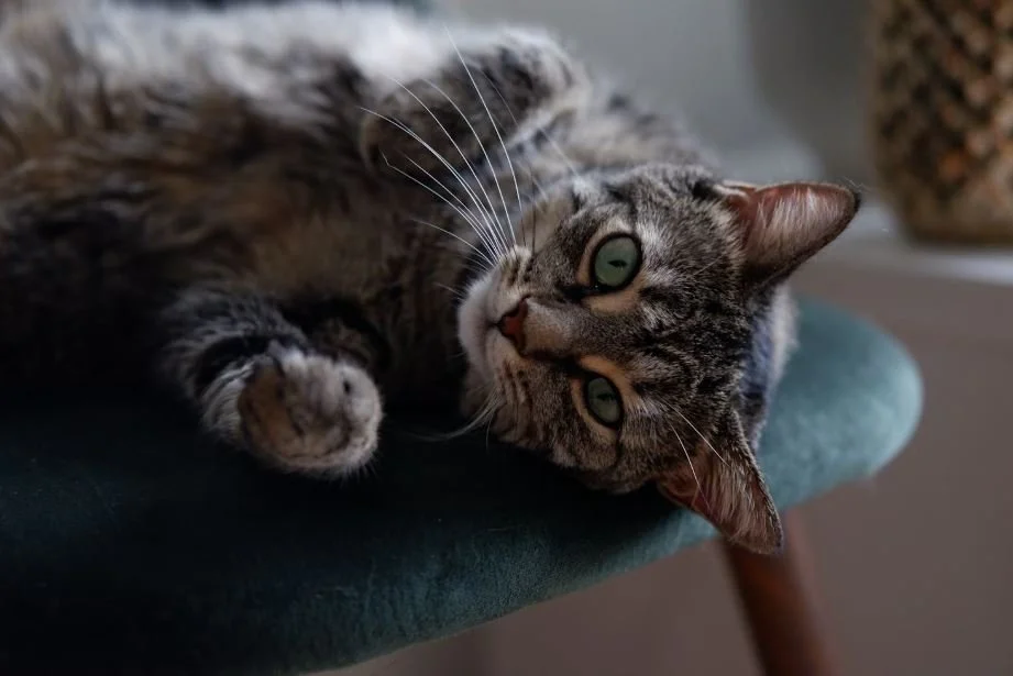 Is Mrs. Meyer’s Safe For Pets