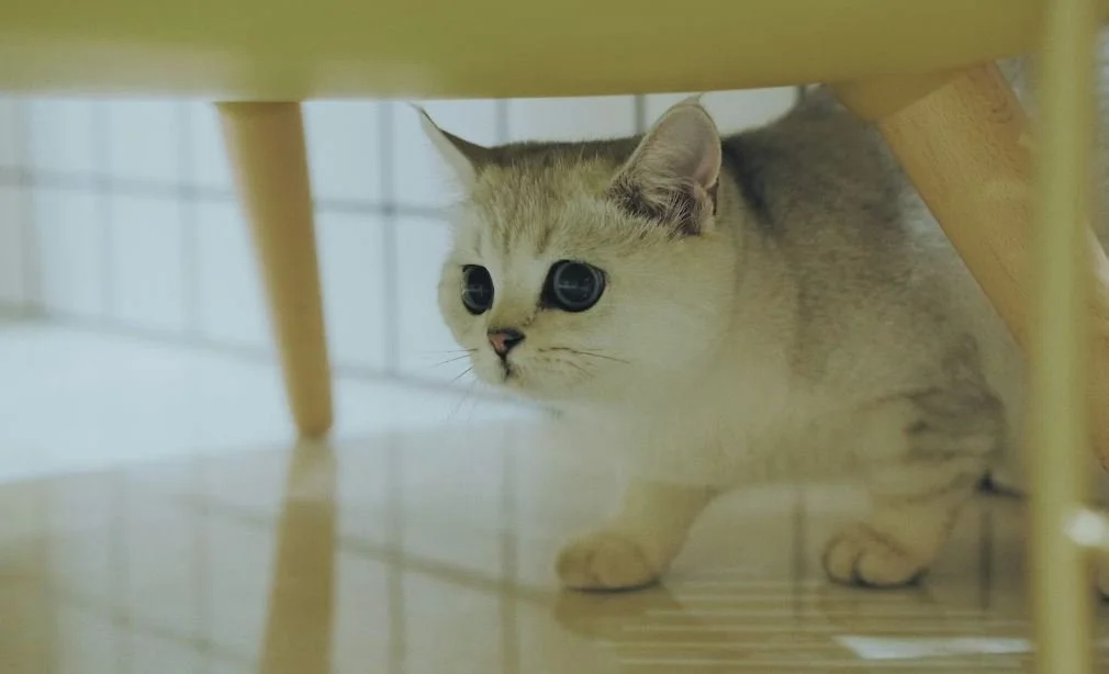 Is OdoBan Safe For Your Pets