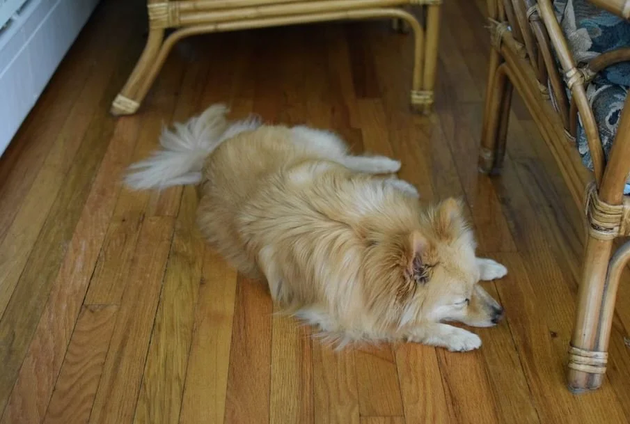 What Makes A Hardwood Floor Cleaner Pet Safe