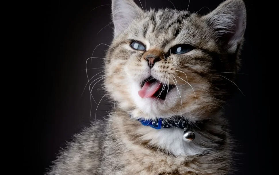 Is Bona Floor Cleaner Safe For Pets