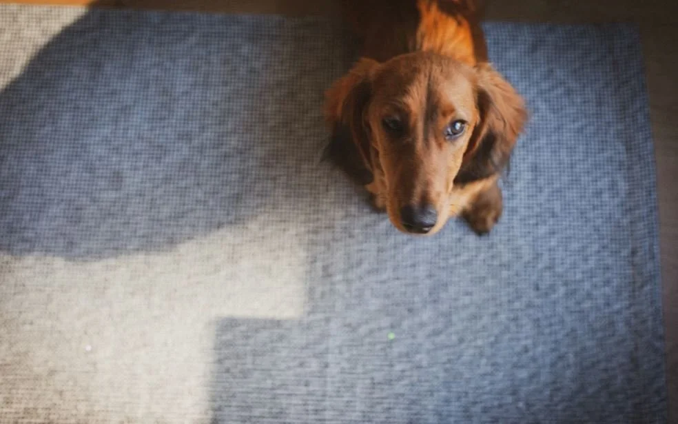 Potential Risks Of OdoBan For Pets