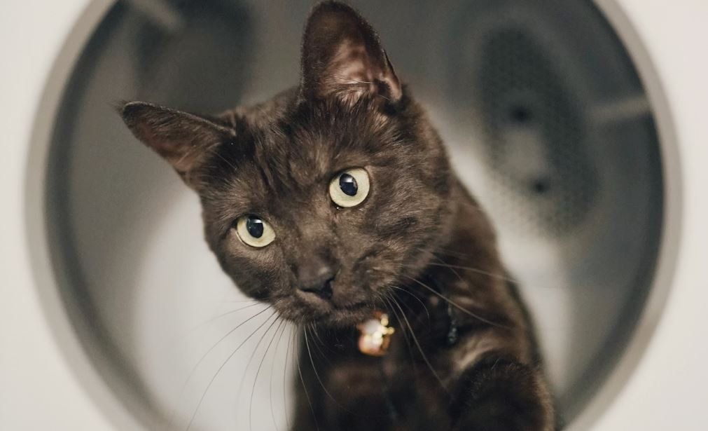 Is OxiClean Toxic To Pets