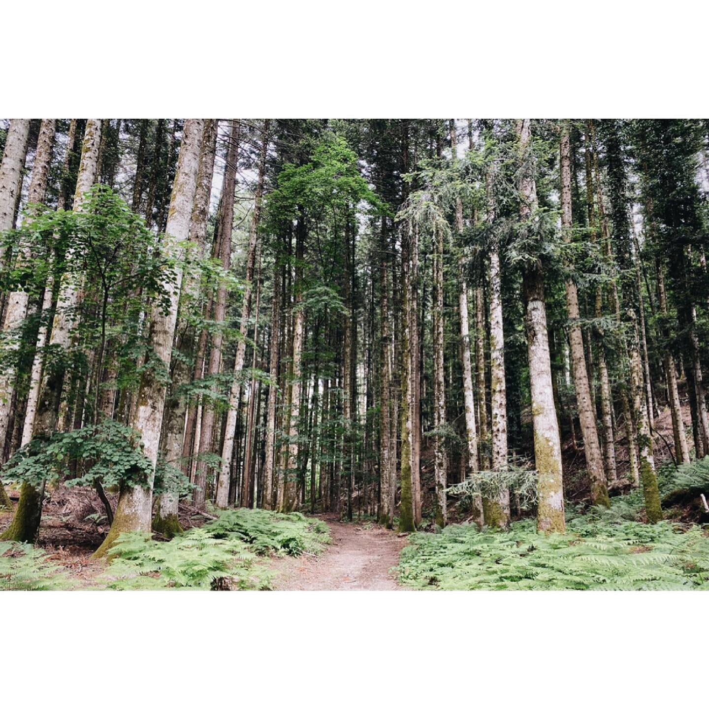 We spent Father&rsquo;s Day here. It was beautiful, cooler, and relaxing&hellip; perfect. @riki82 
.
.
.
#vallombrosa #pinecone #littlefern #quietplaces #pines