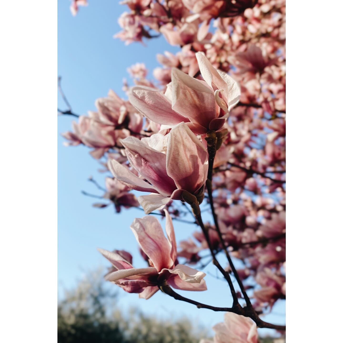 I think Spring is here to stay. 
&bull;
&bull;
&bull;
#tuliptree #japanesemagnolia #springishere #springinitaly #pinkblooms