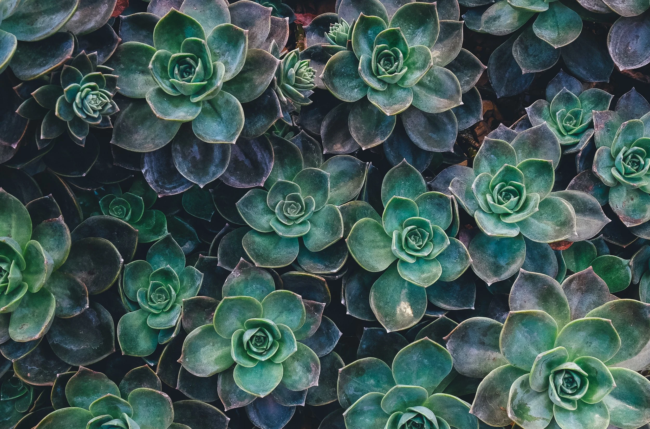annie-spratt-42051-unsplash.jpg