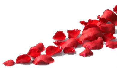 petales_roses.png