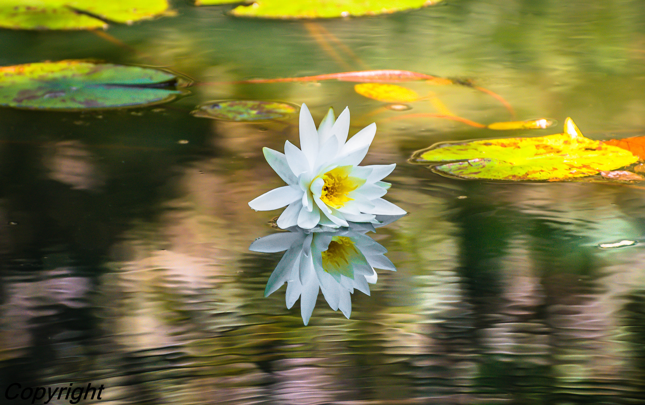  Water Lily&nbsp; 