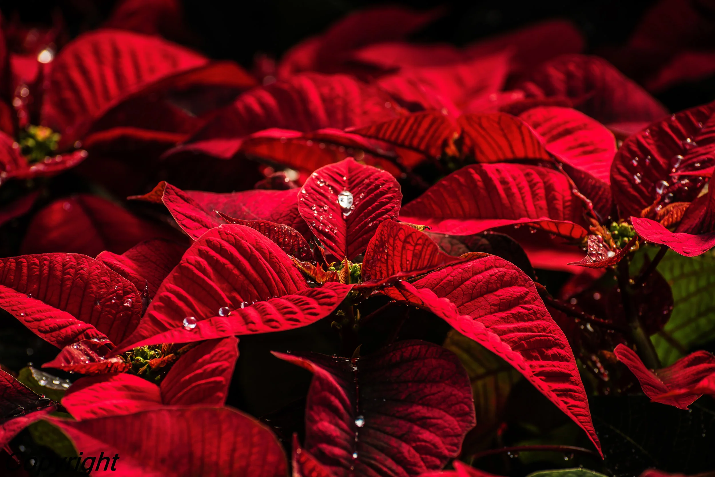  Poinsettia after the Rain 