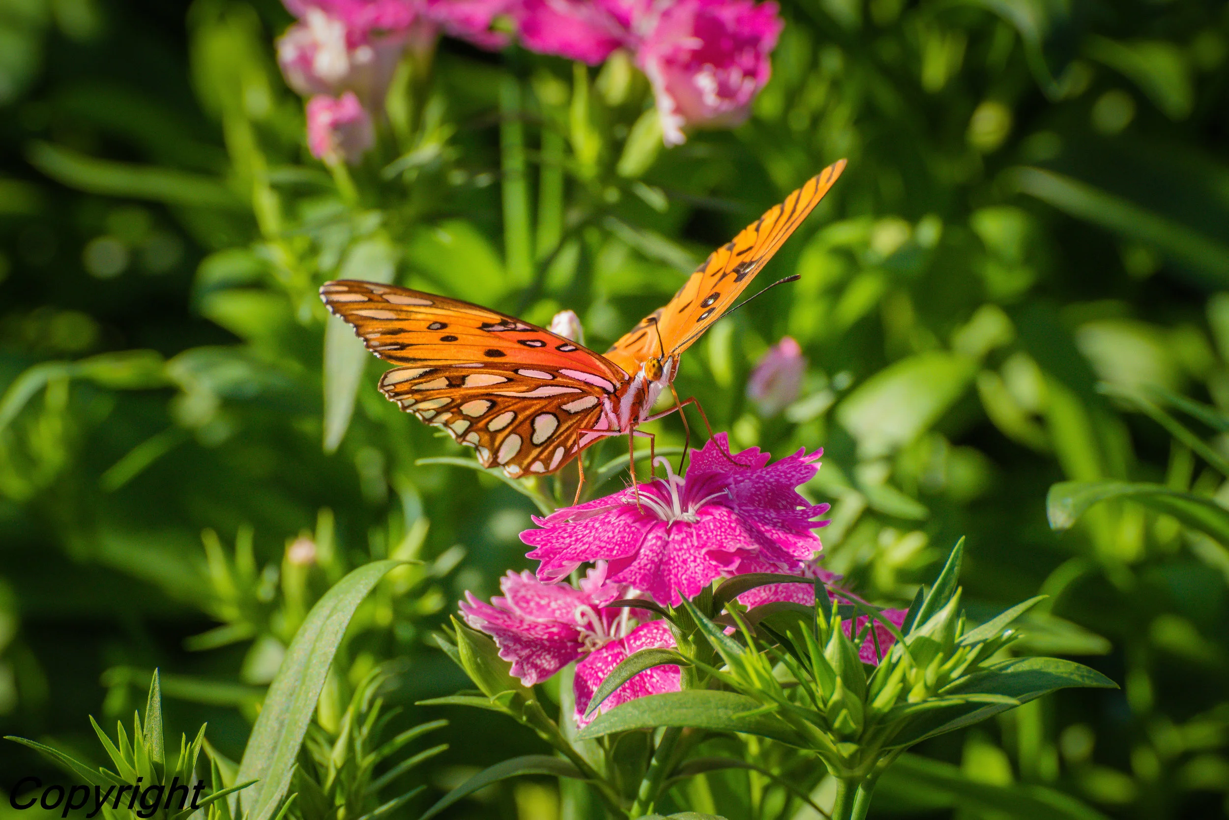  Butterfly on Dianthus 