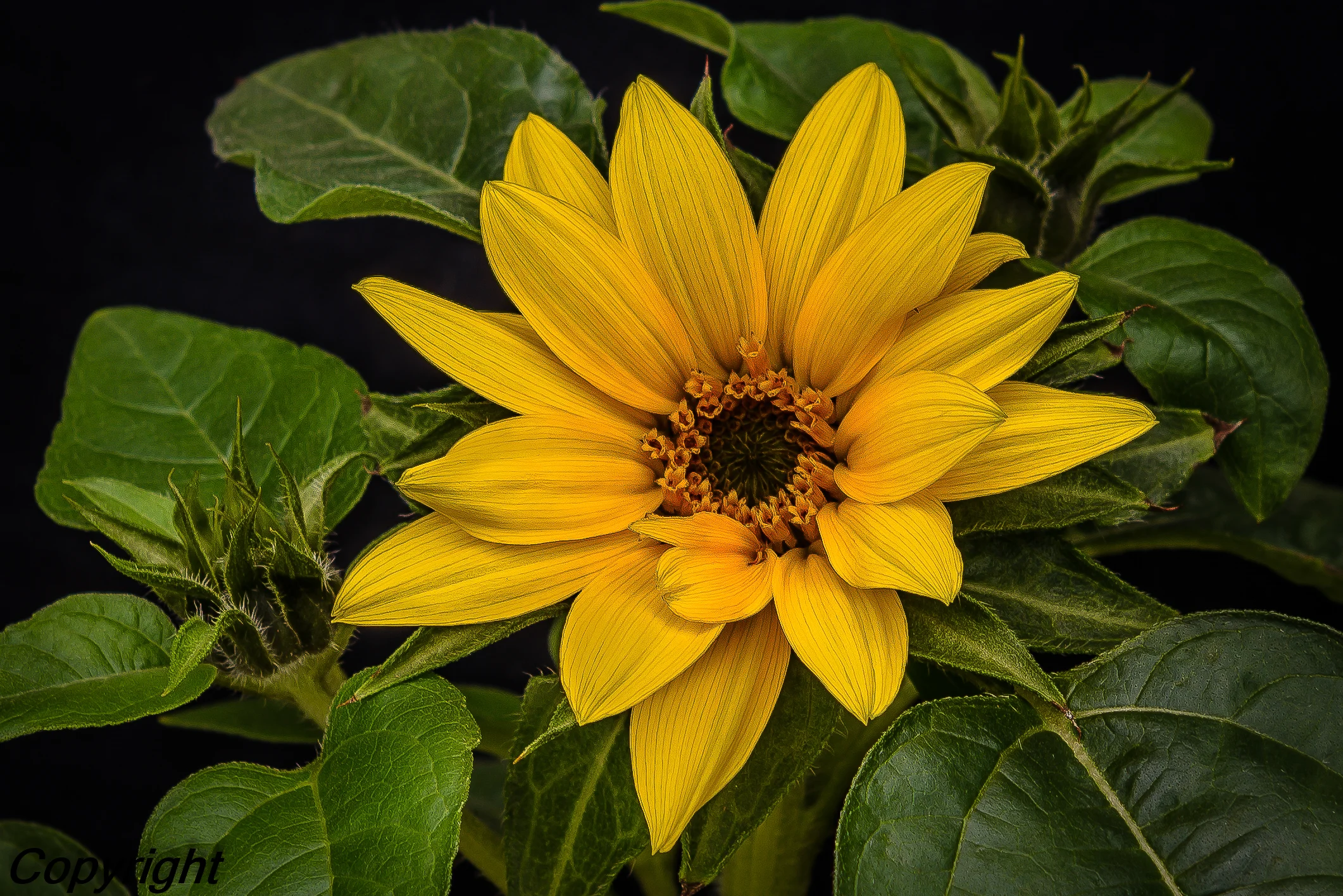  Gaillardia 