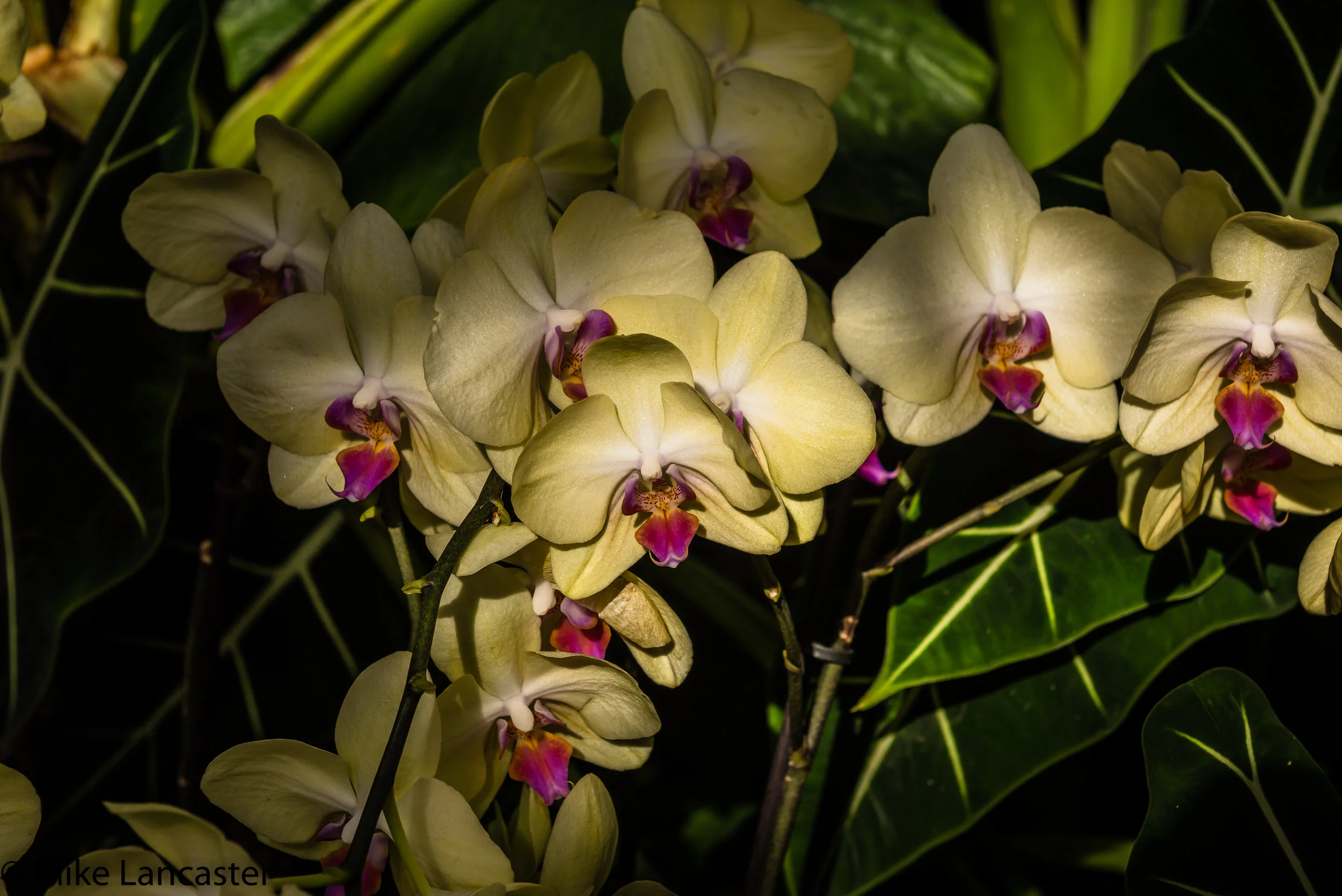  Orchid in the Garden 