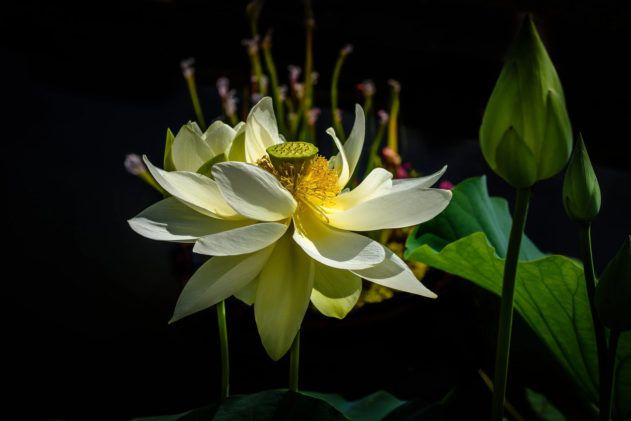 White Lotus Flower 