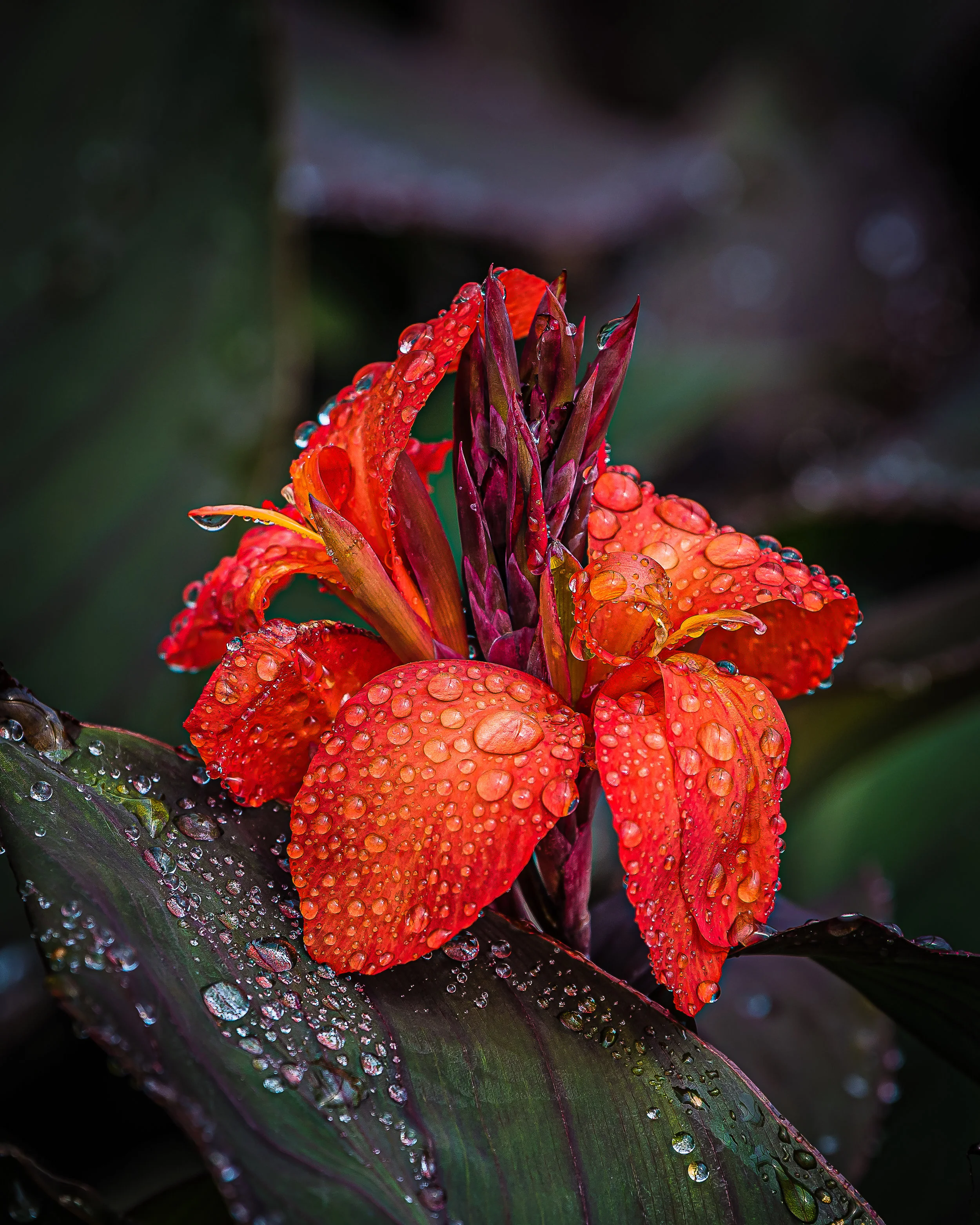 Dwarf Canna