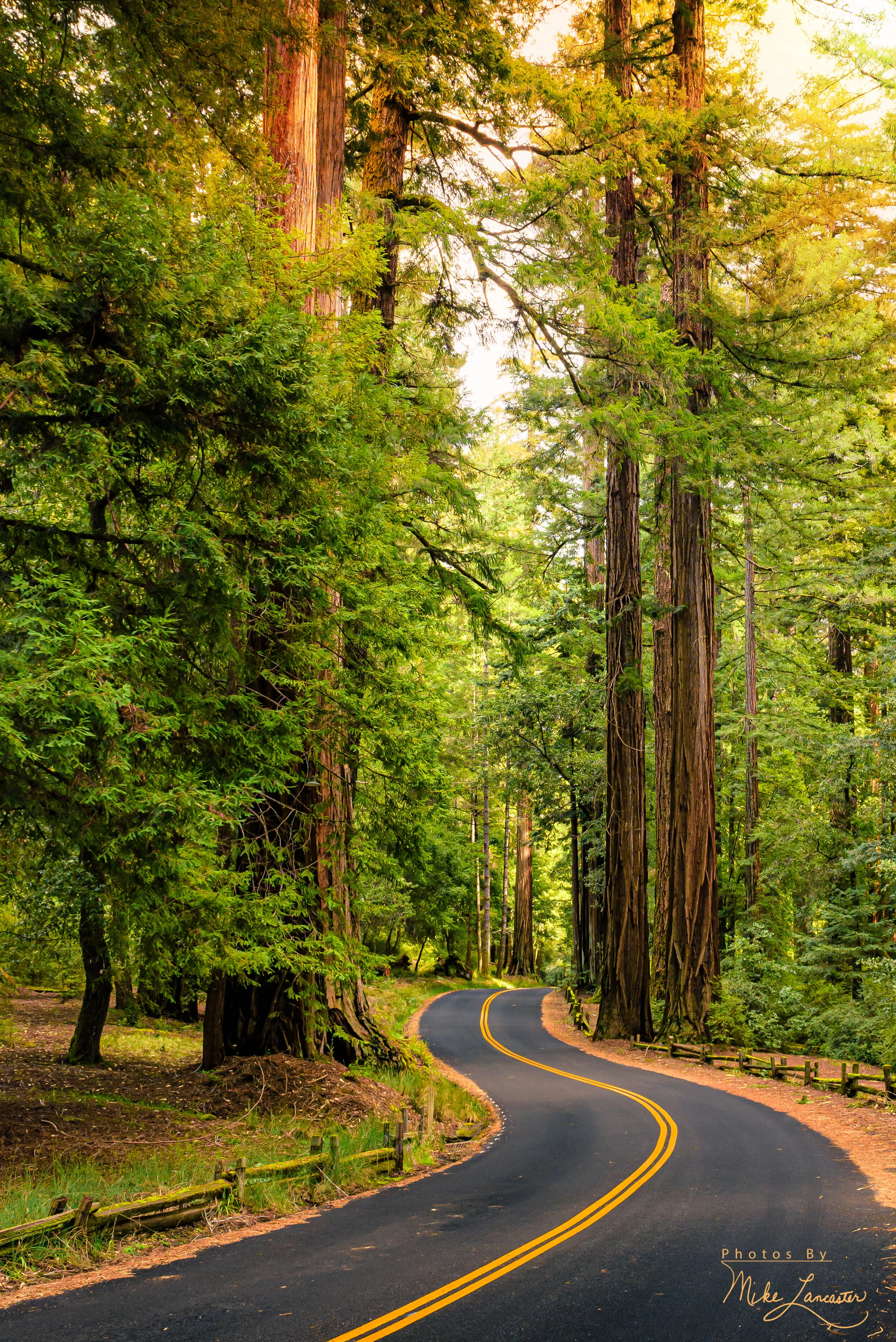 Driving through the Redwoods