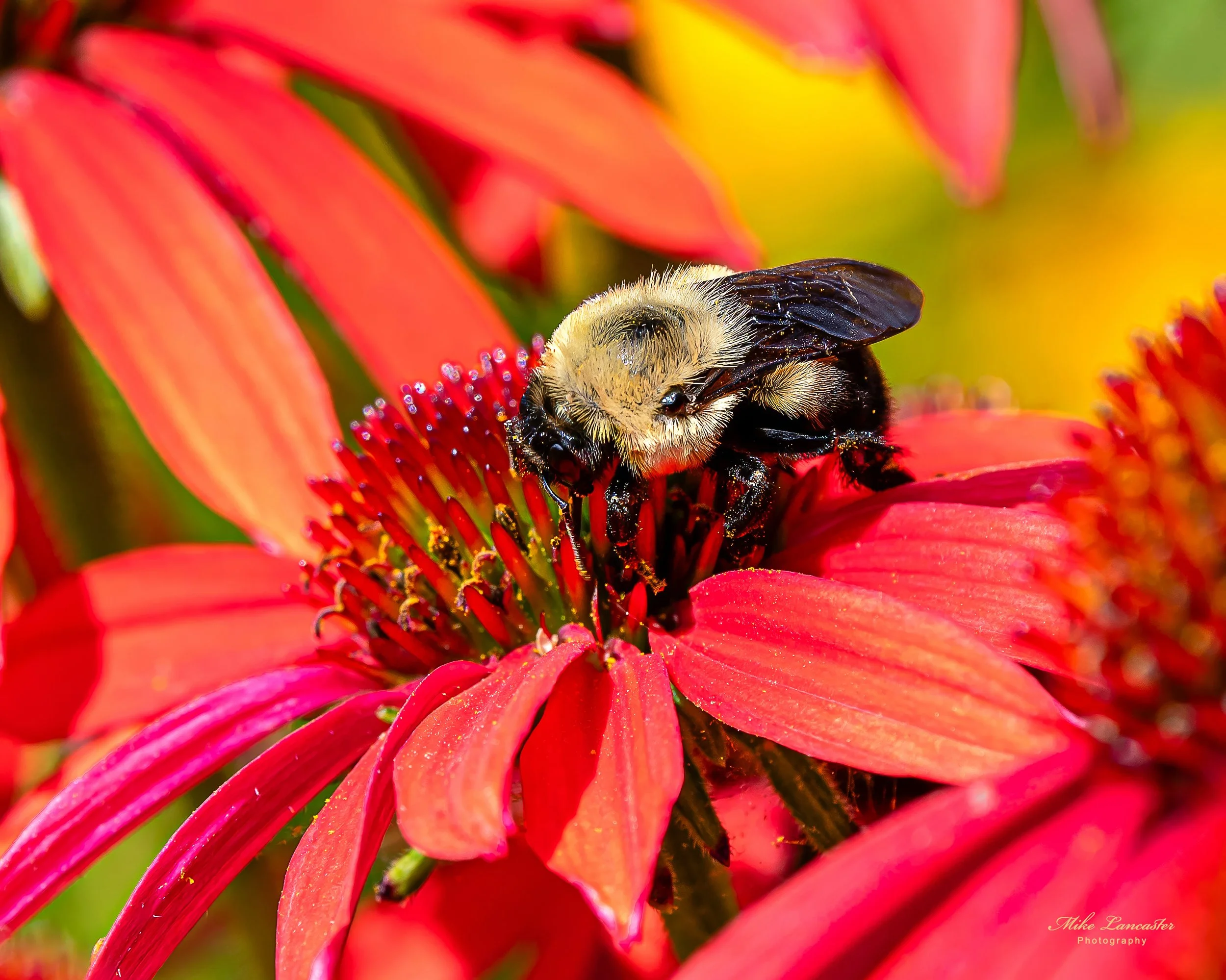 006-topaz-sharpen-enhance-1.6x copy.jpg