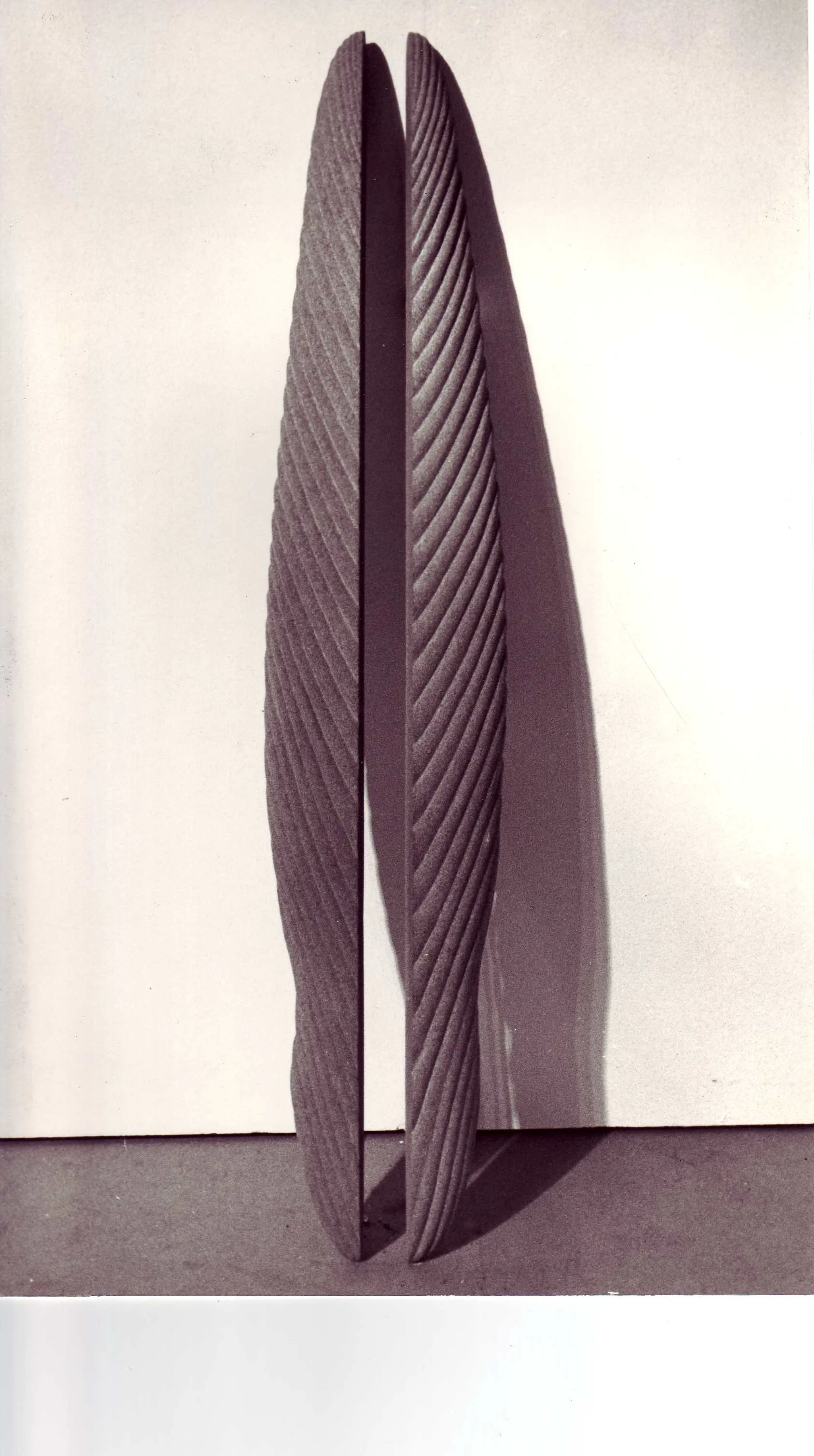 Muschelschilde Sandstein 1983